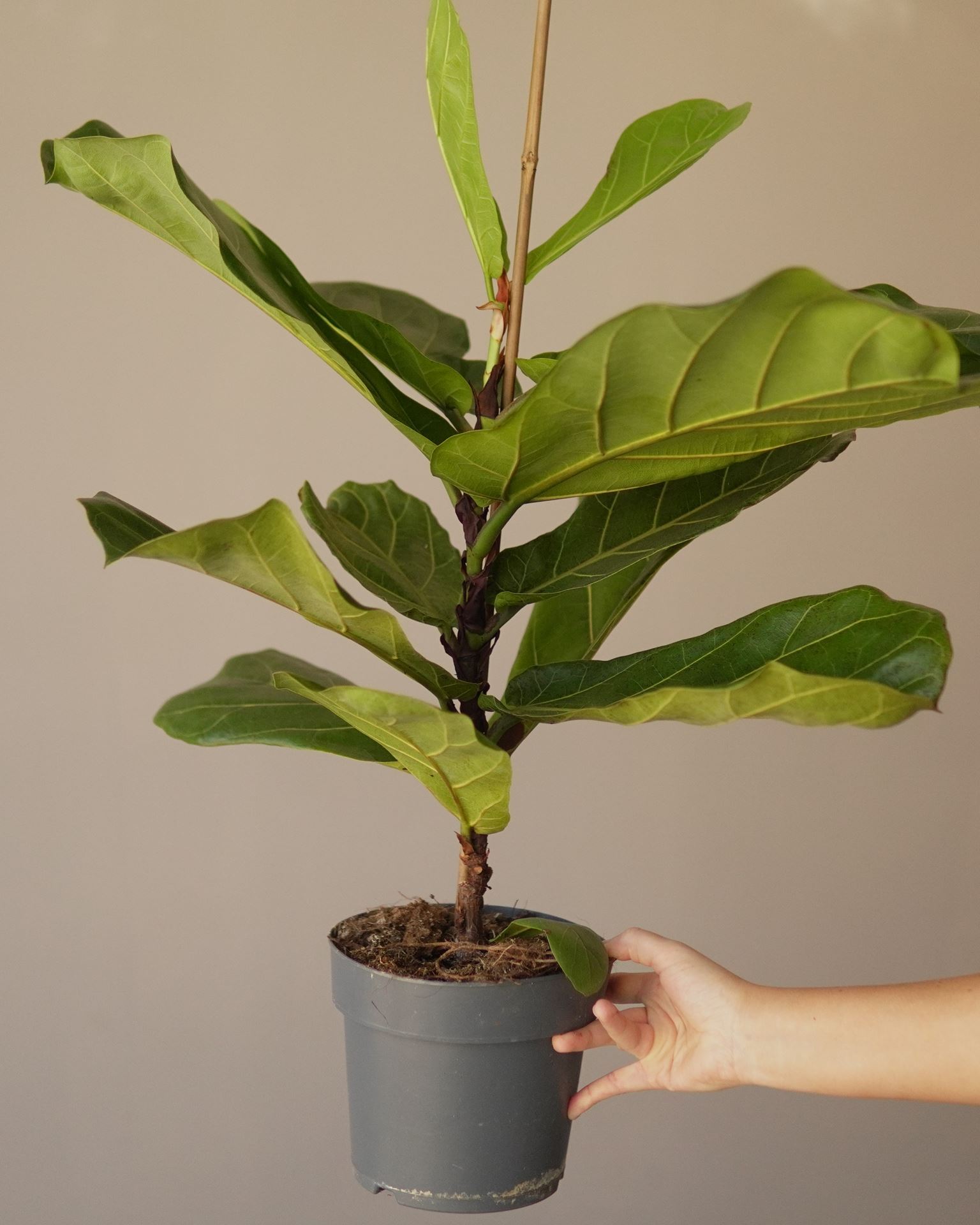 FICUS LYRATA
