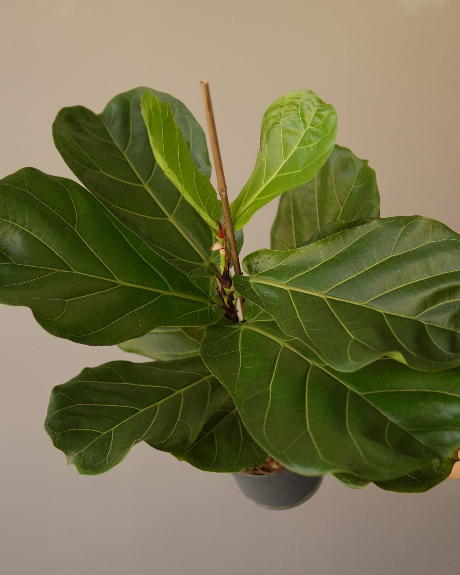 FICUS LYRATA