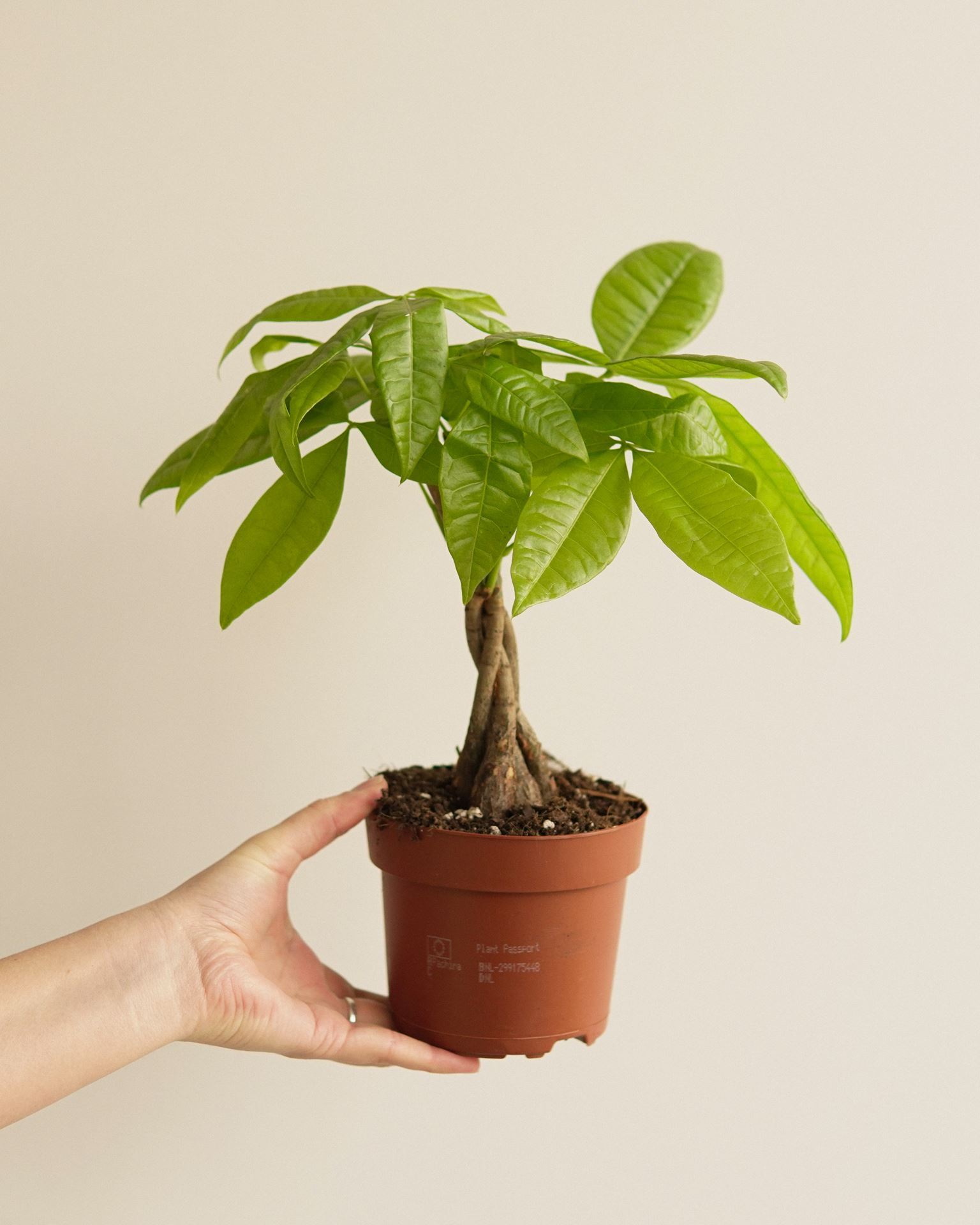 Pachira Aquatica