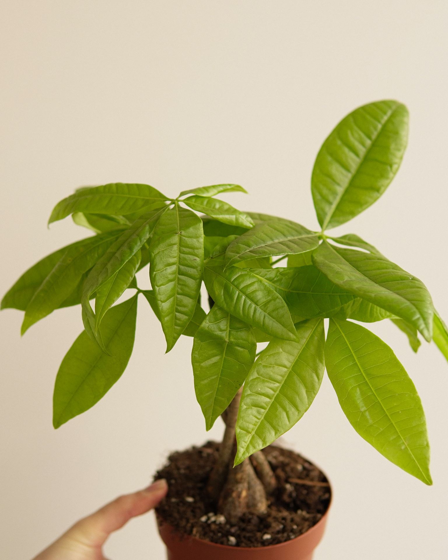 Pachira Aquatica