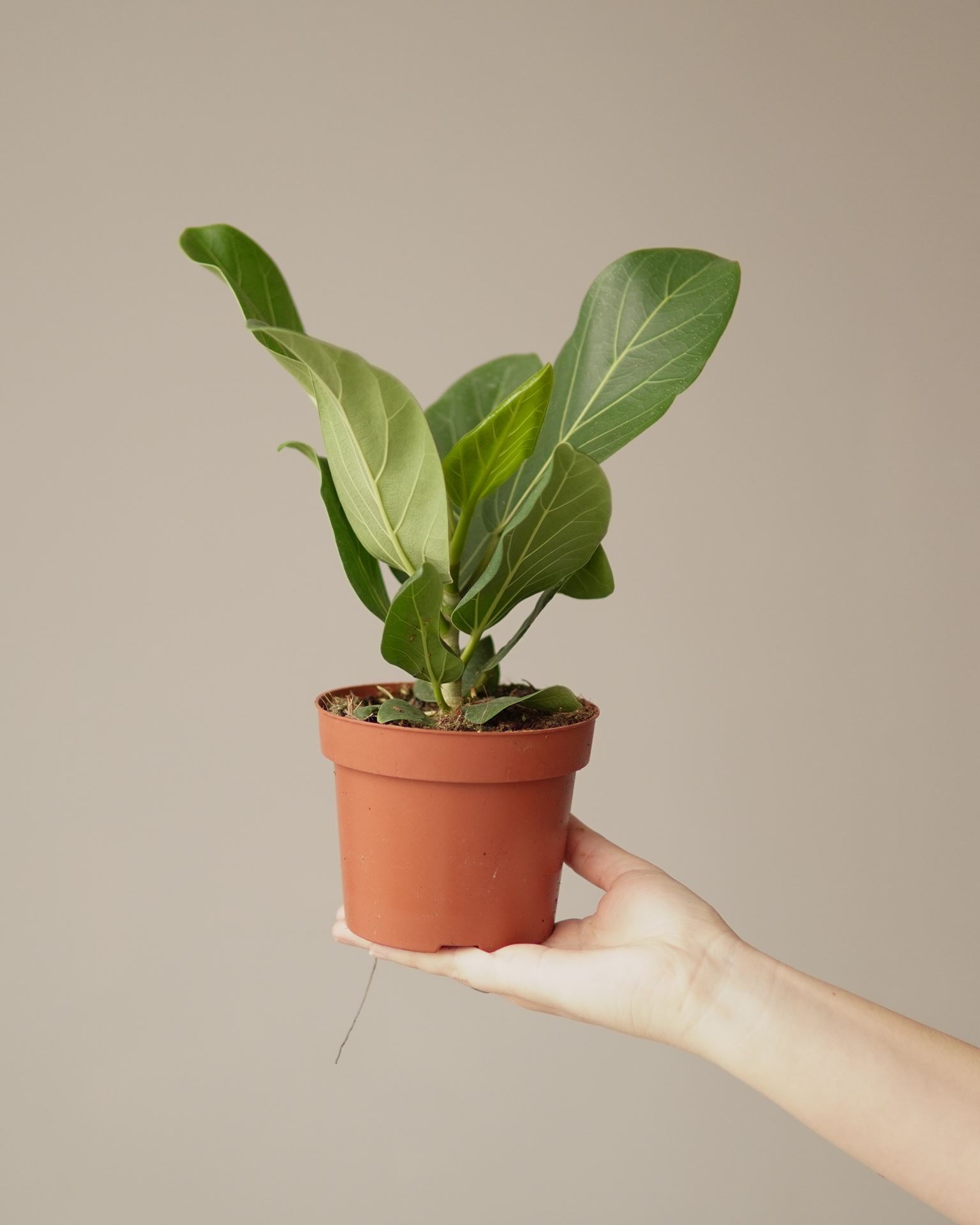 FICUS benghalensis audrey