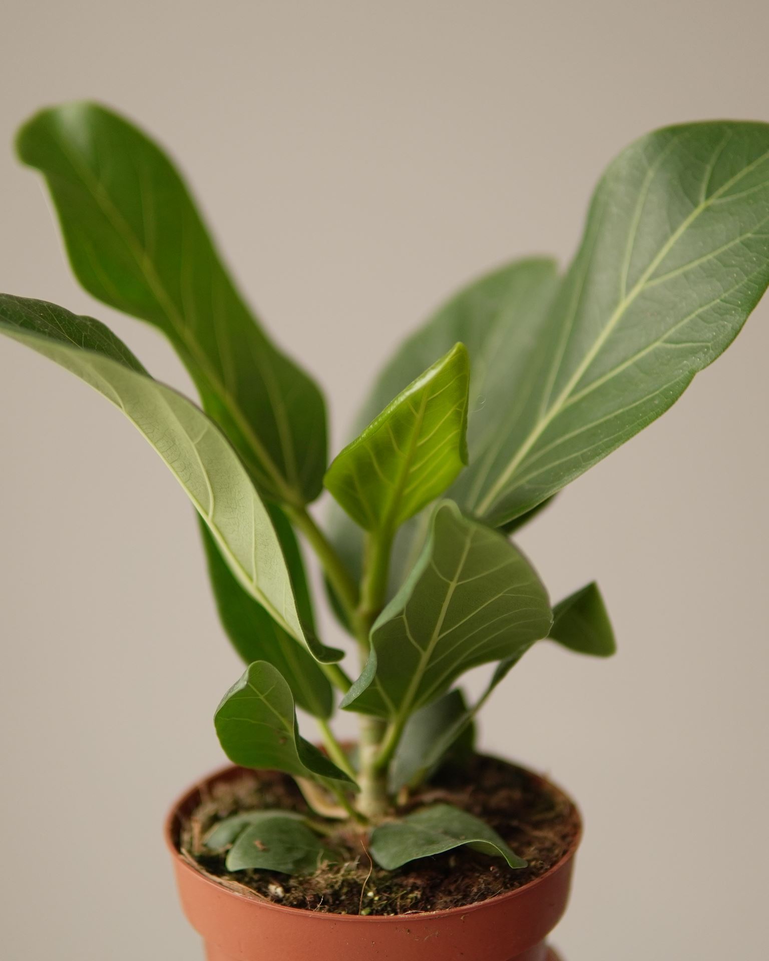 FICUS benghalensis audrey