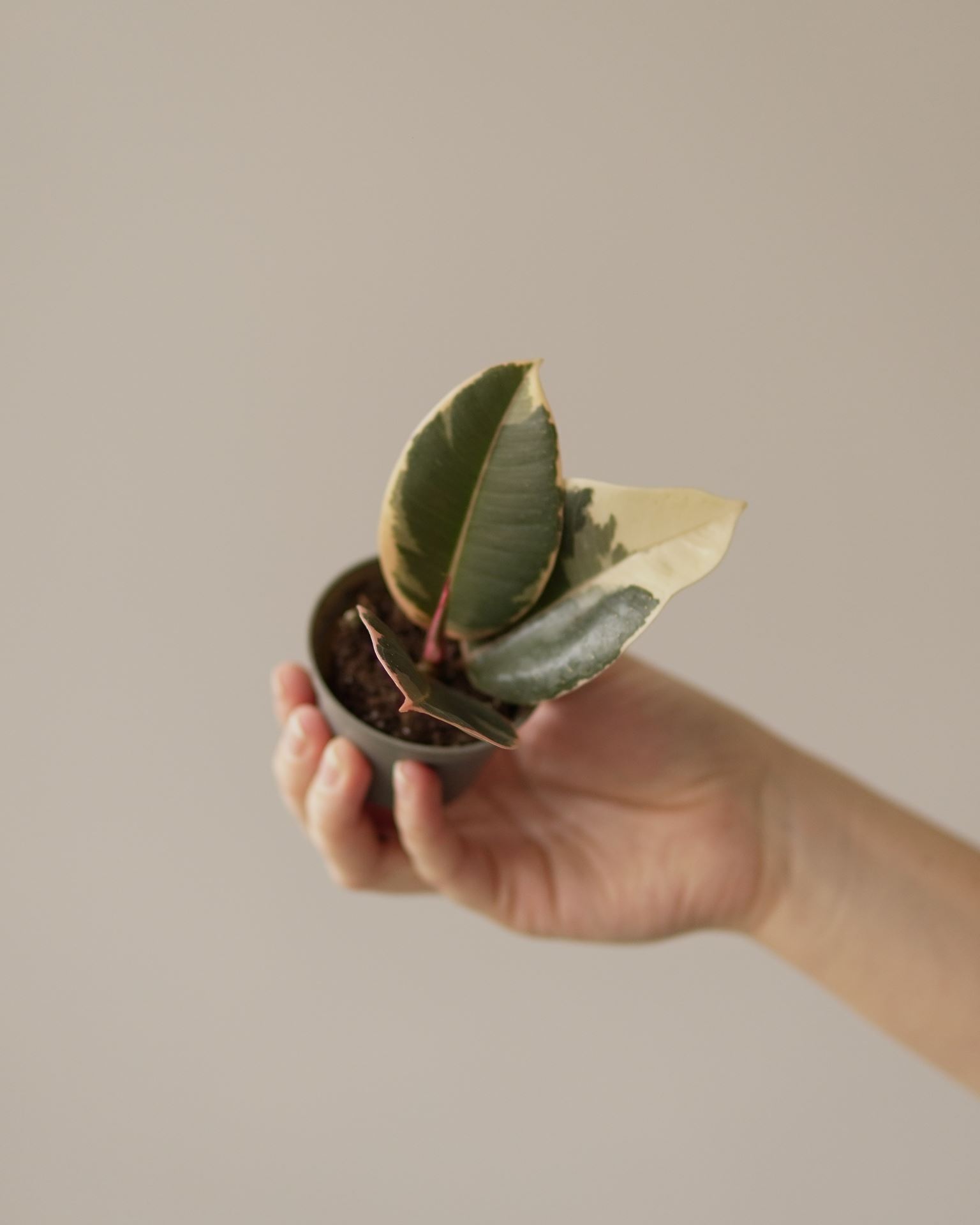 ficus robusta tineke