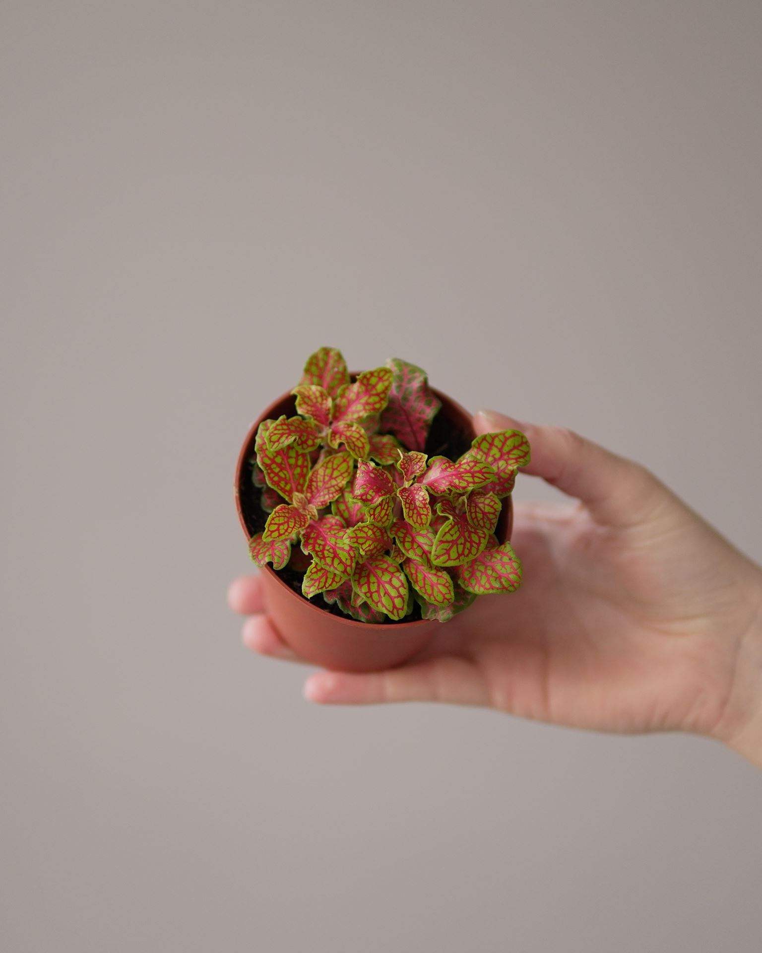 Fittonia