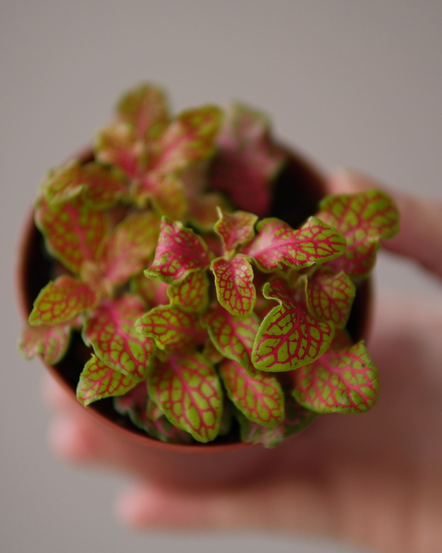 Fittonia