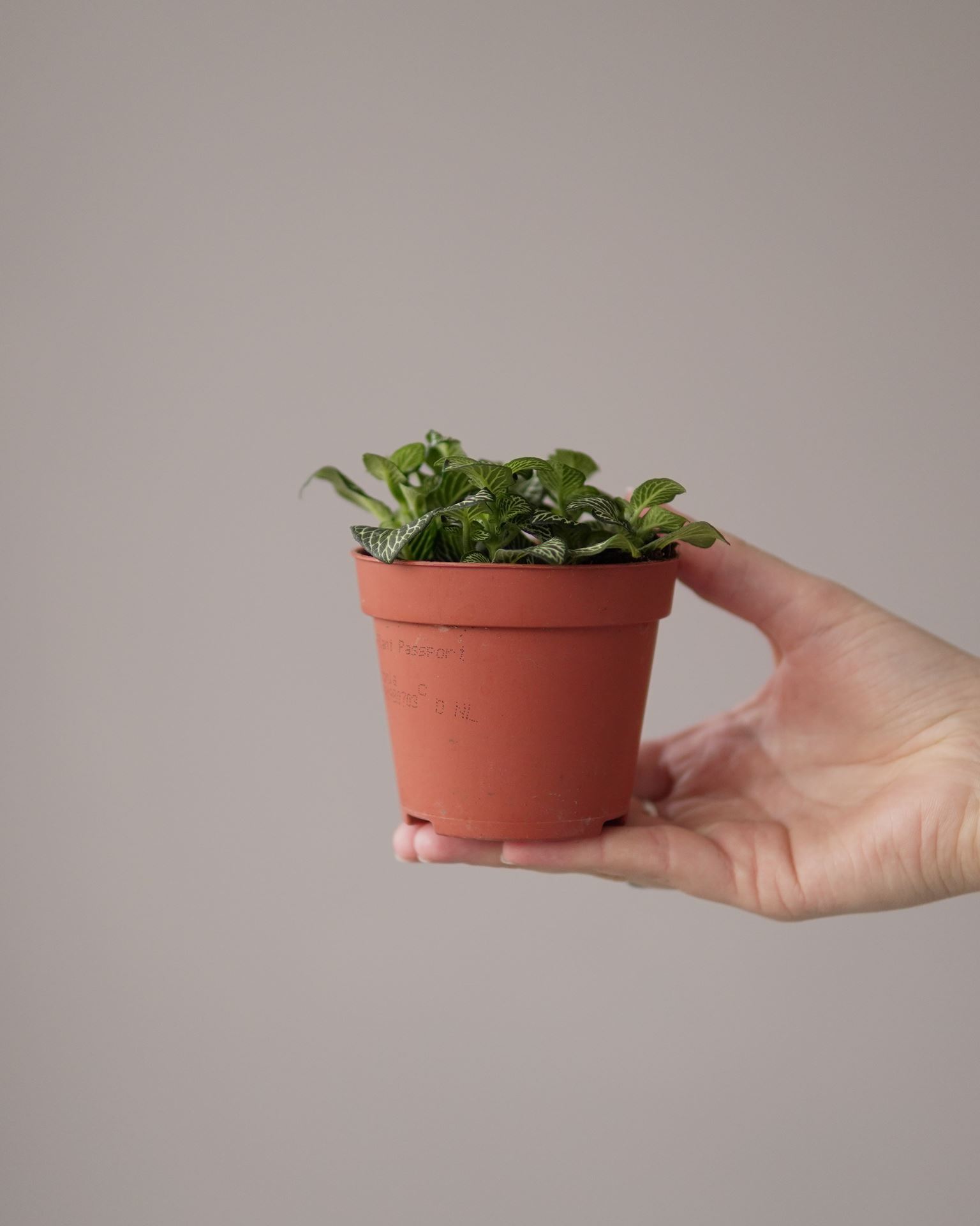 Fittonia