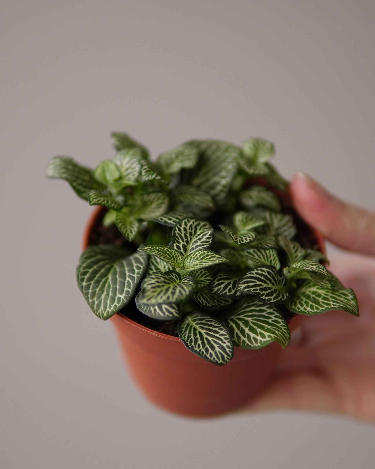 Fittonia