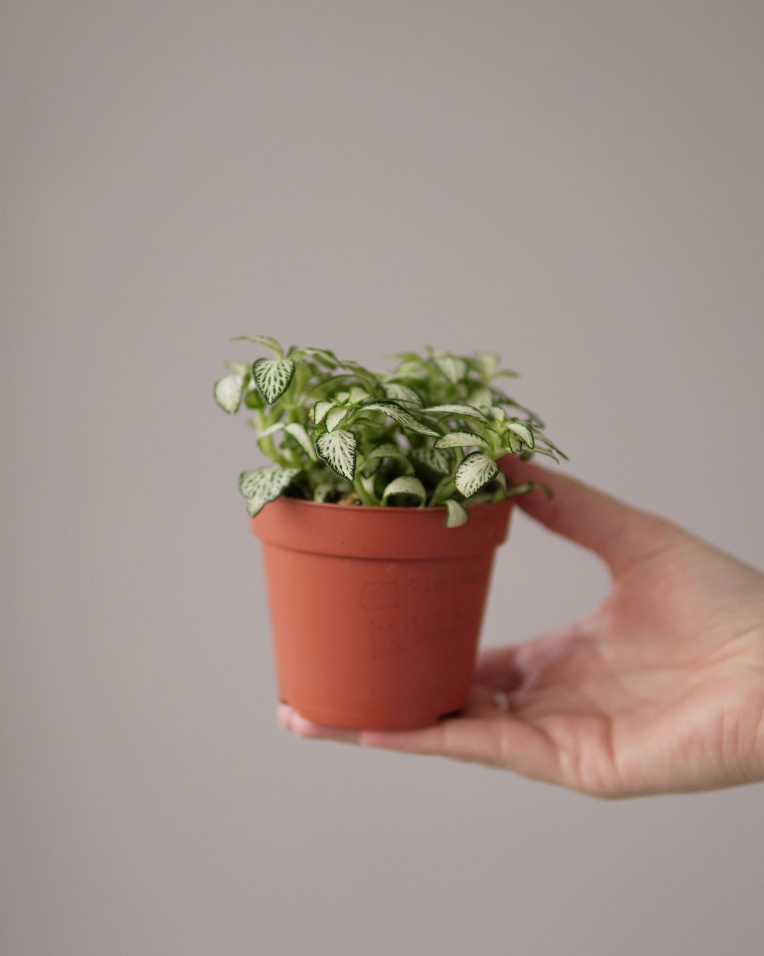 Fittonia
