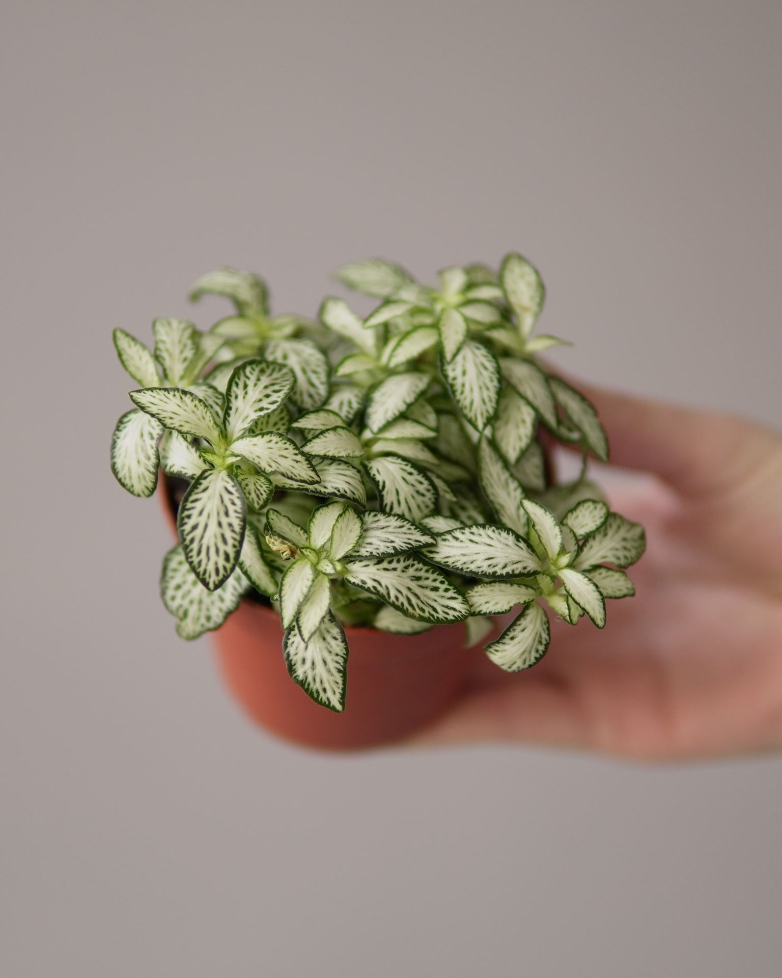 Fittonia