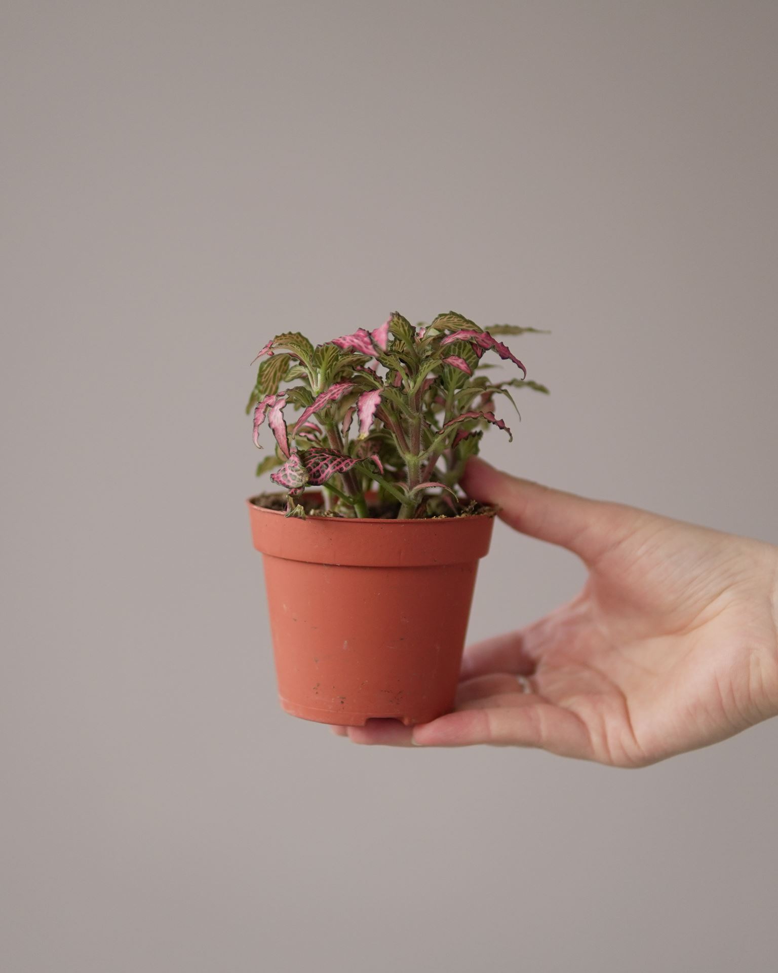 Fittonia