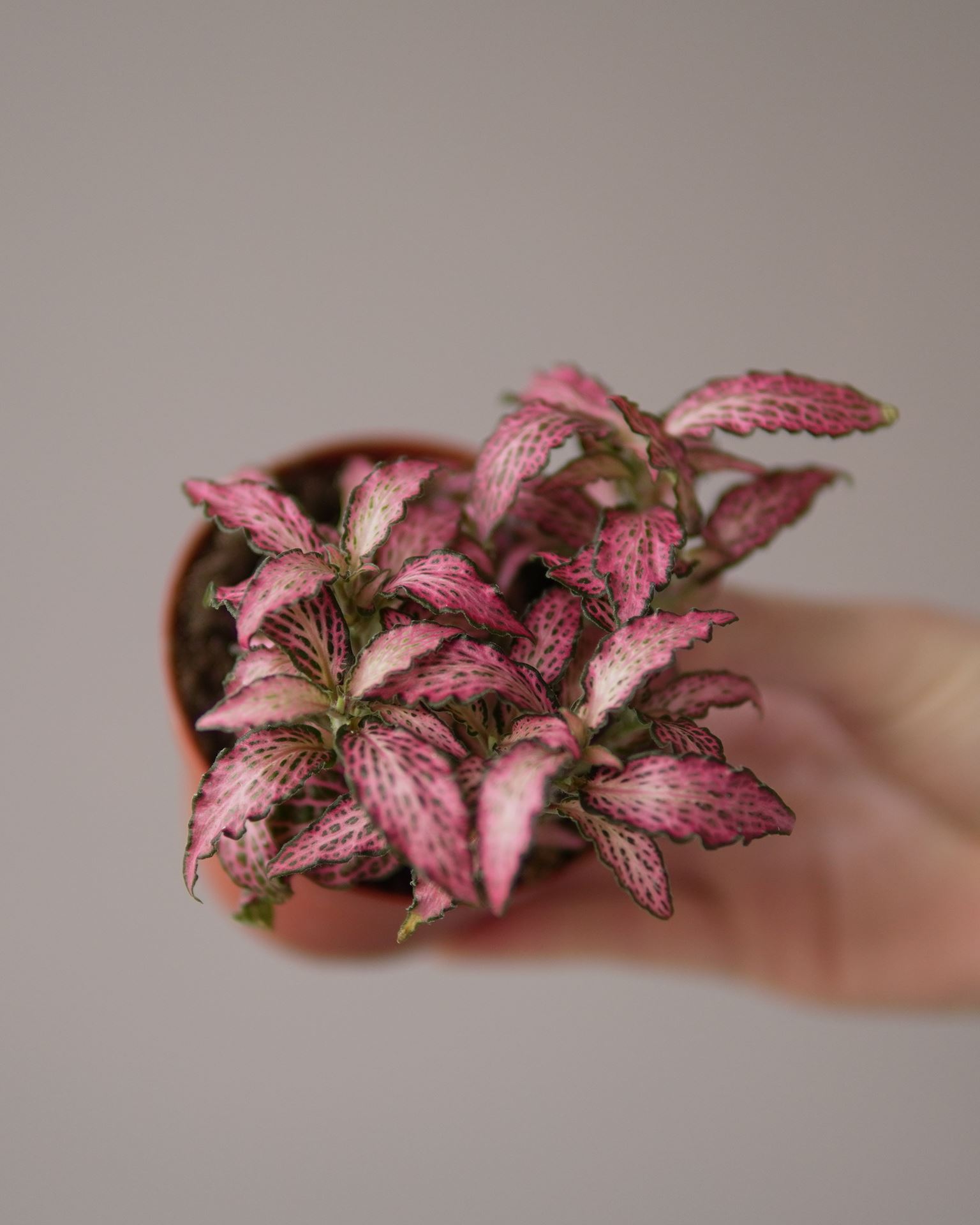 Fittonia