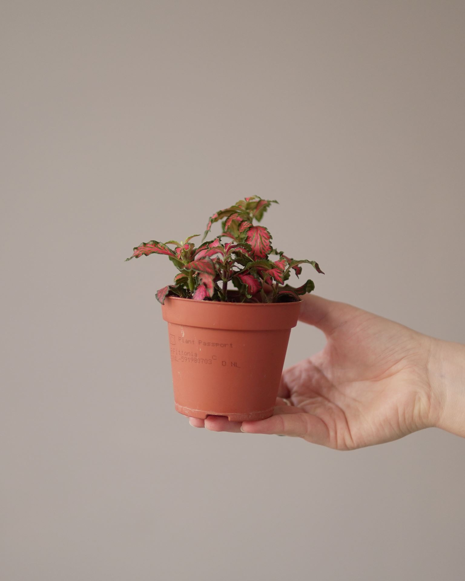 Fittonia