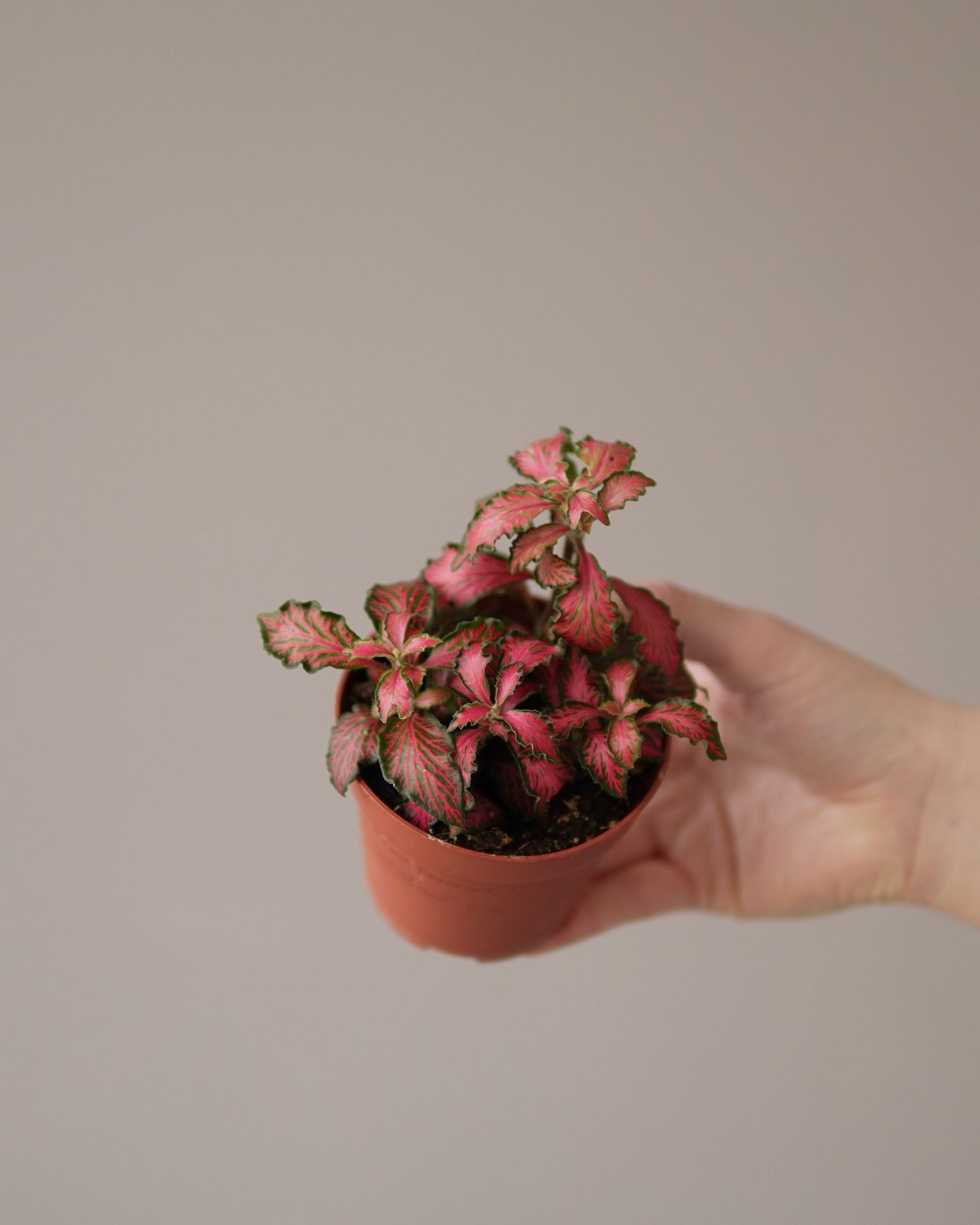 Fittonia