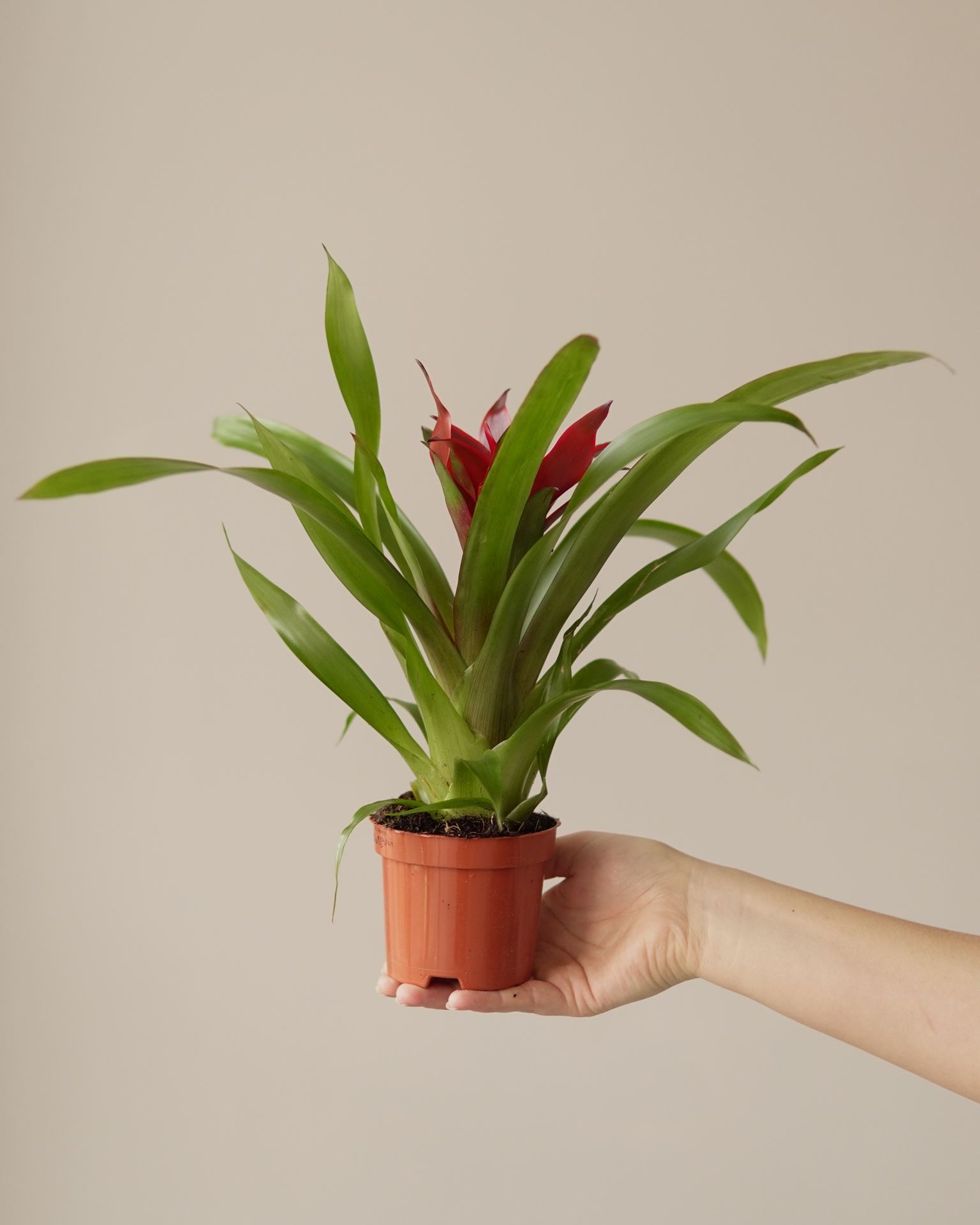 GUZMANIA BLITZ