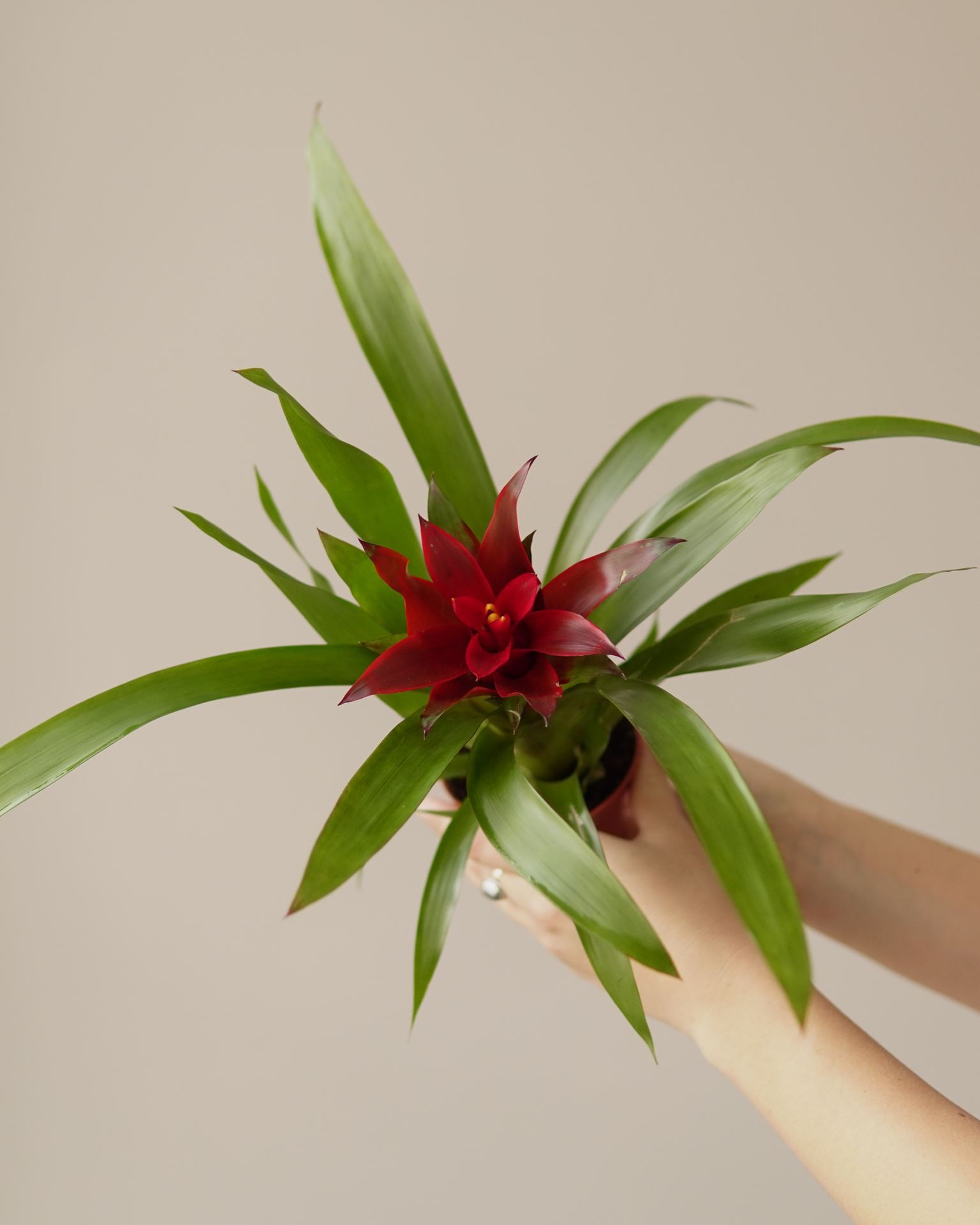 GUZMANIA BLITZ