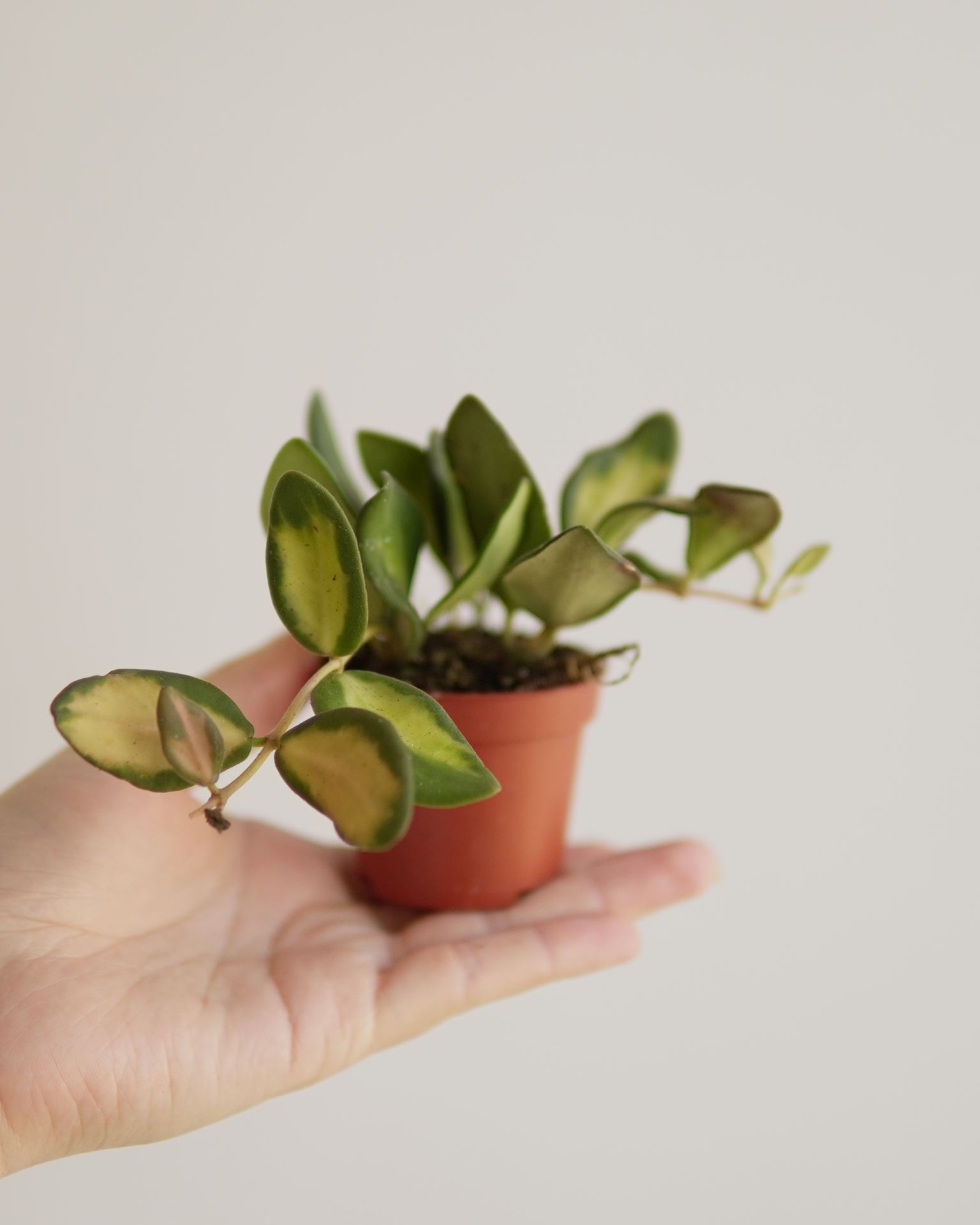 HOYA BURTONIAE VARIEGATA