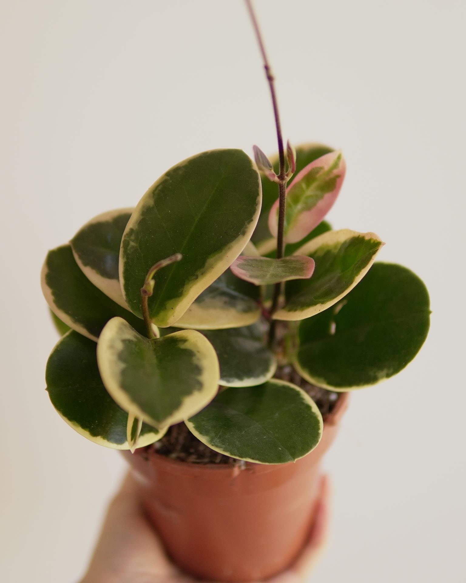 hoya australis blondie