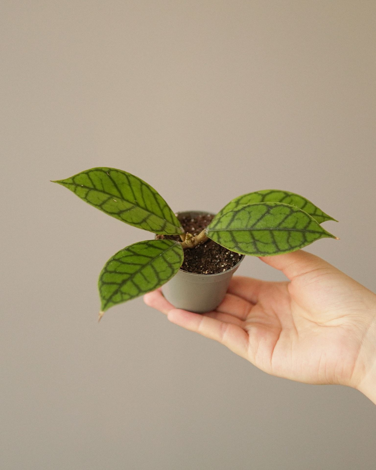 Hoya Callistophylla