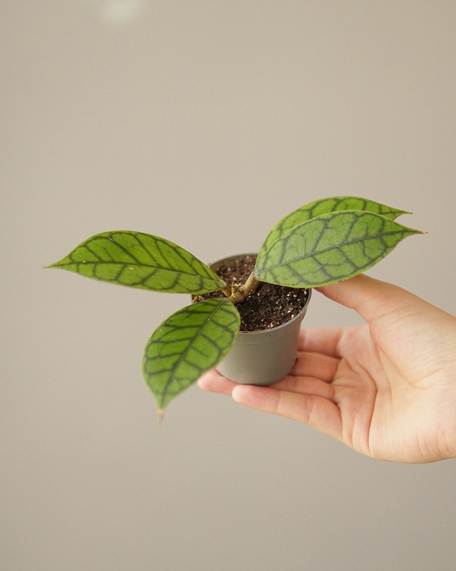 Hoya Callistophylla