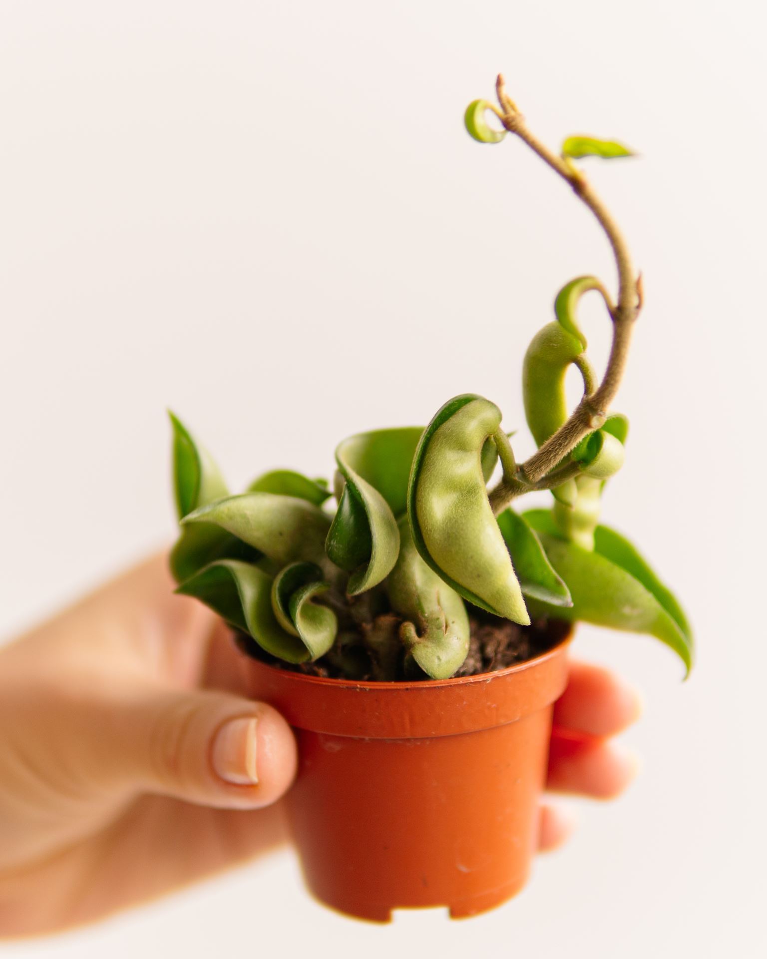 HOYA CARNOSA COMPACTA GREEN