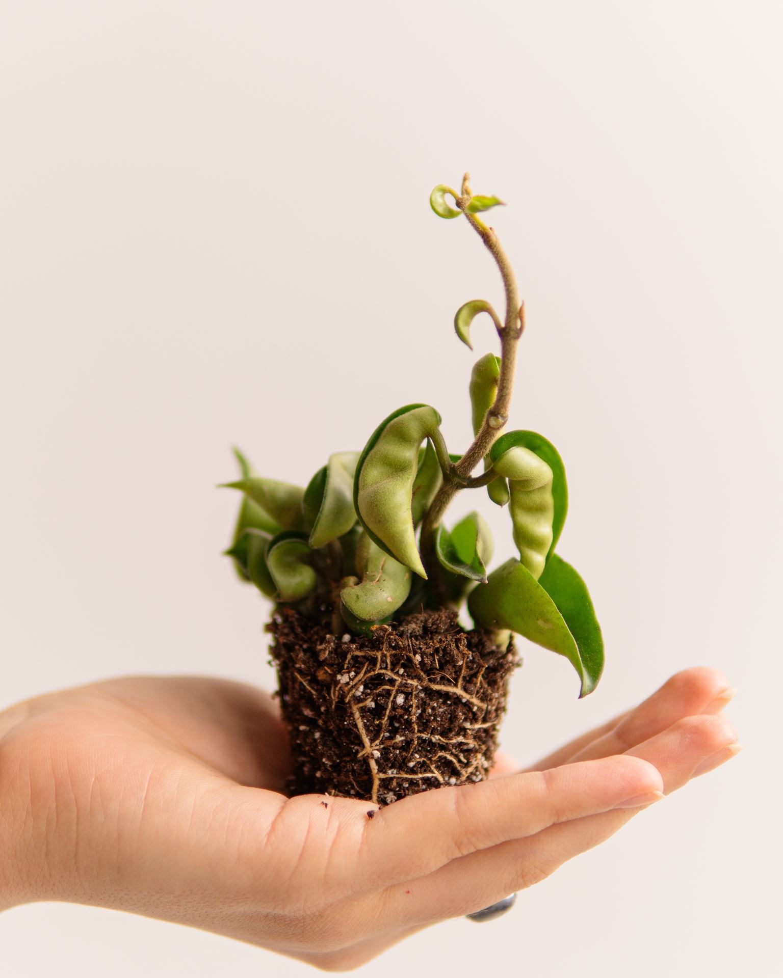 HOYA CARNOSA COMPACTA GREEN