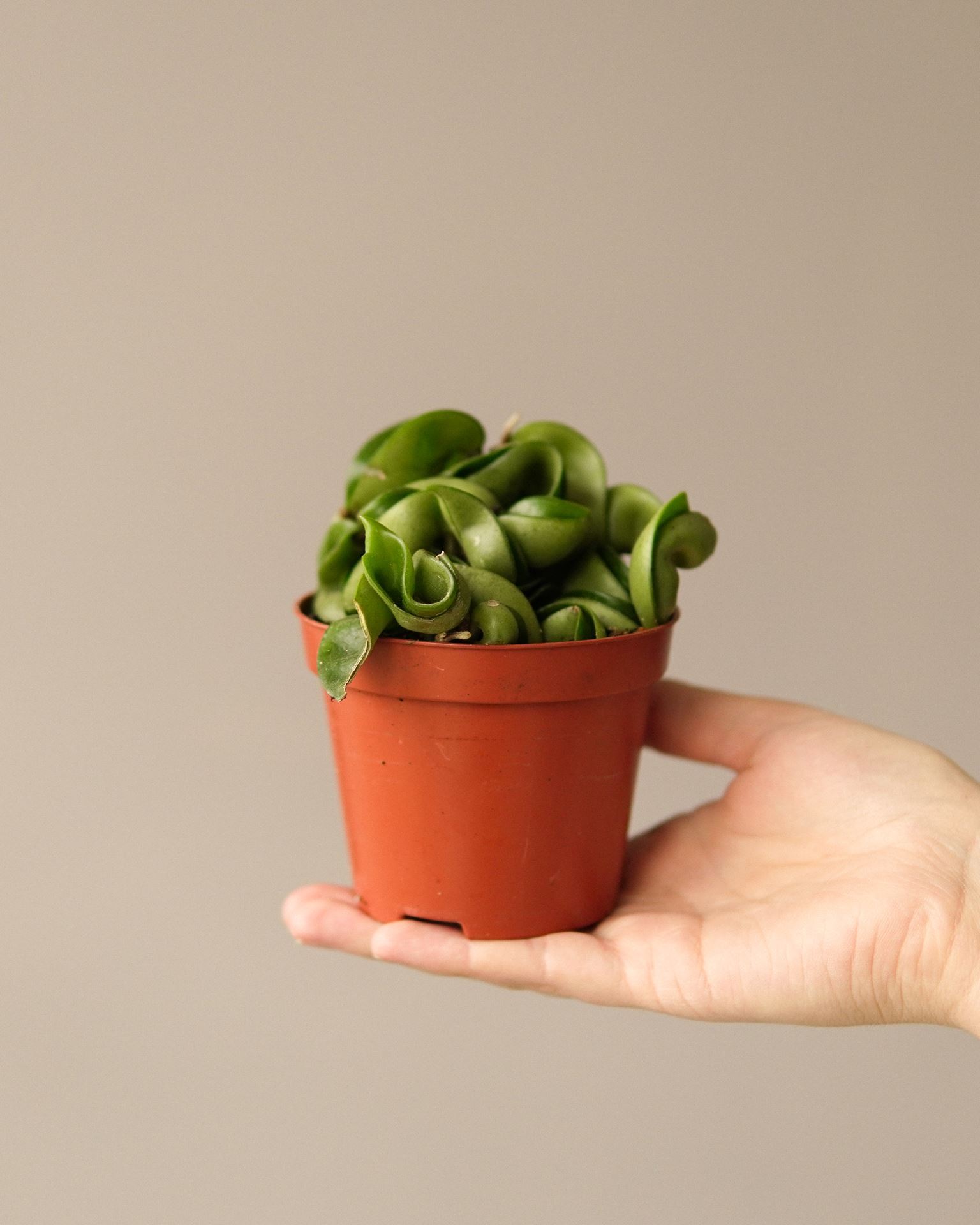 HOYA COMPACTA CARNOSA GREEN