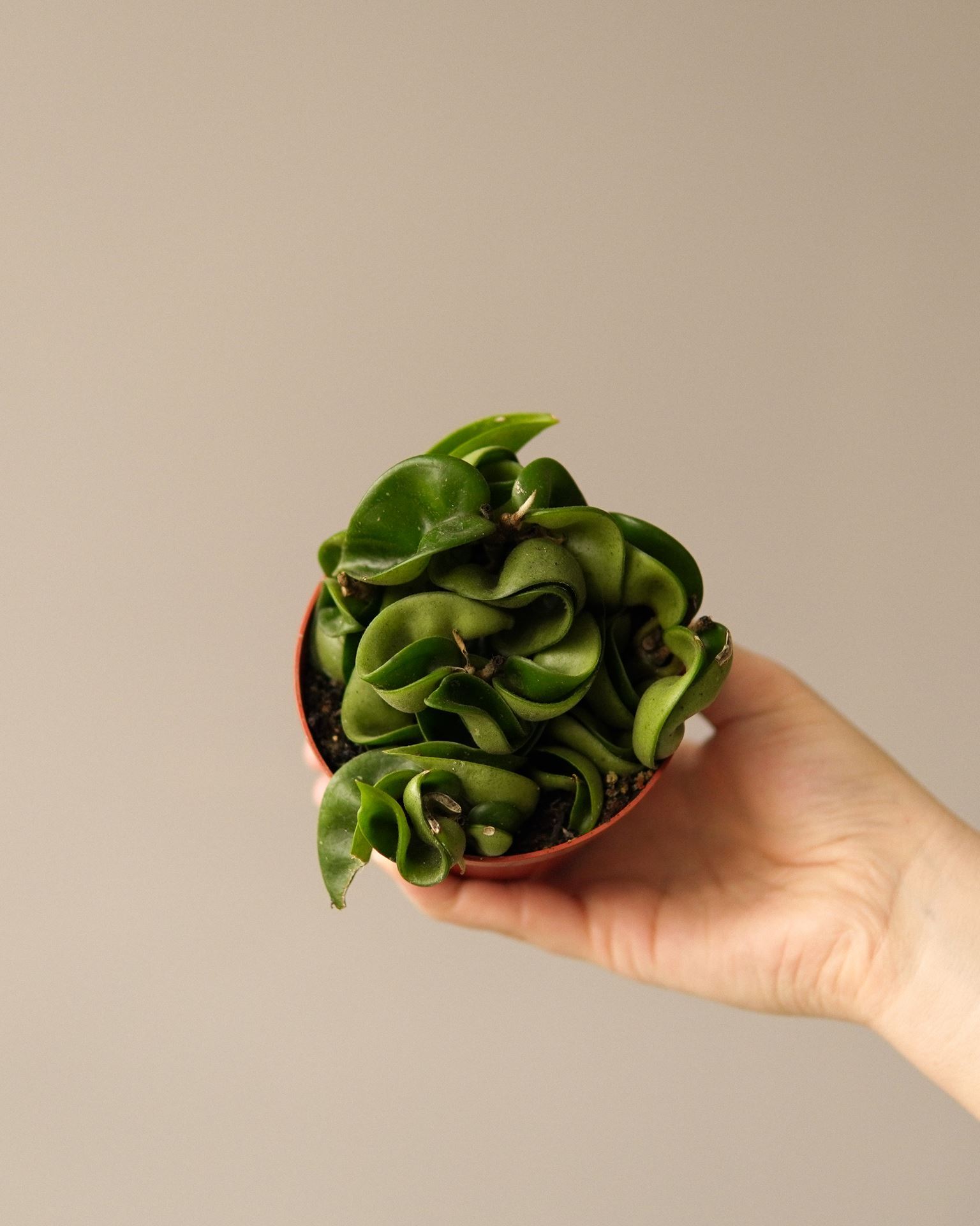 HOYA COMPACTA CARNOSA GREEN
