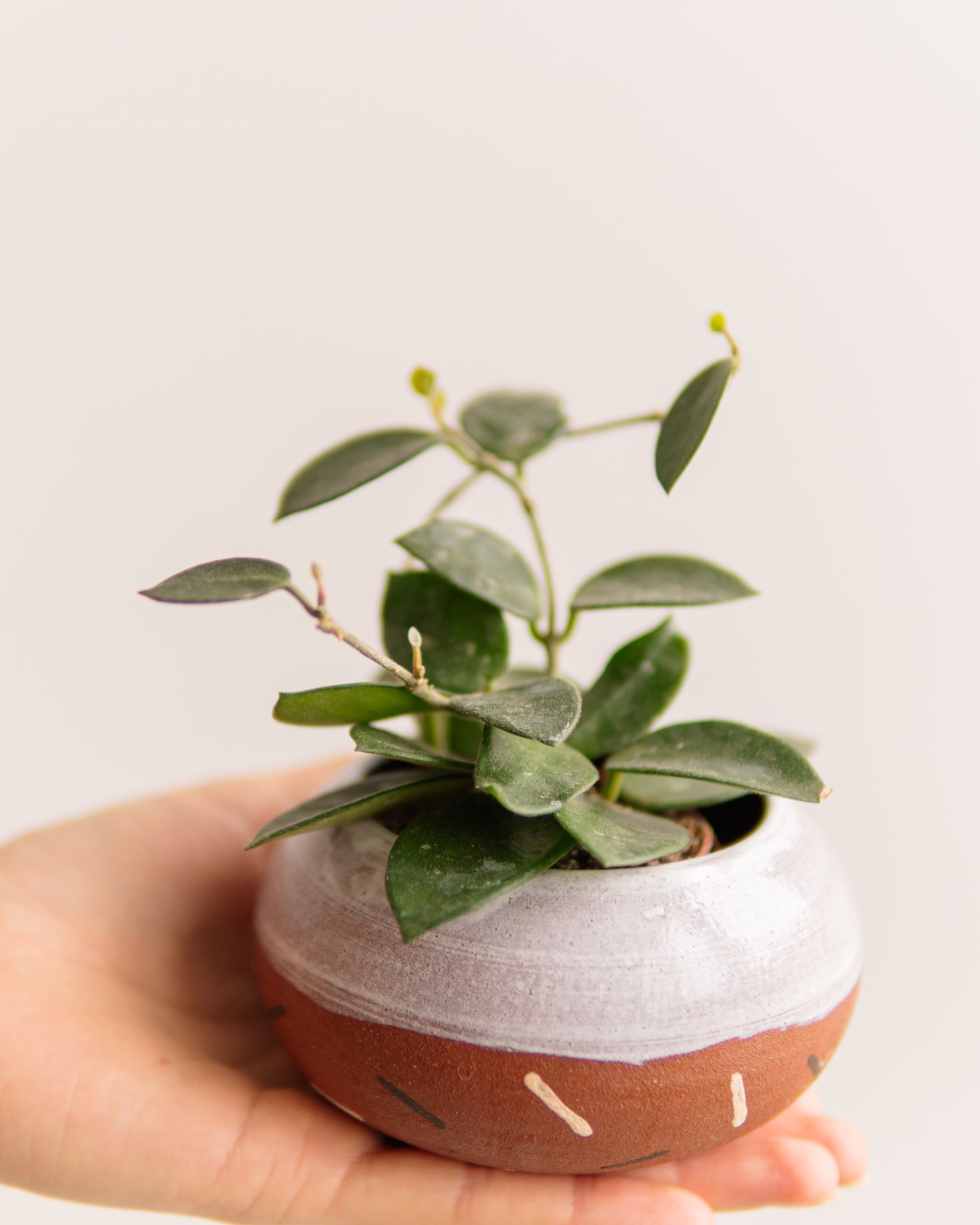 HOYA CHOUKE