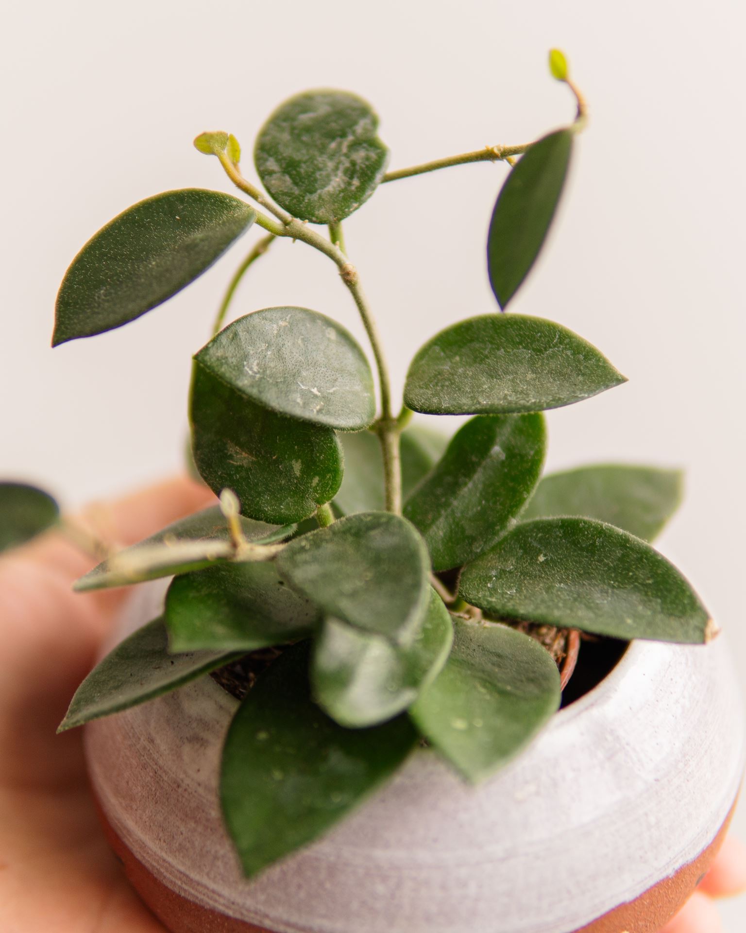 HOYA CHOUKE