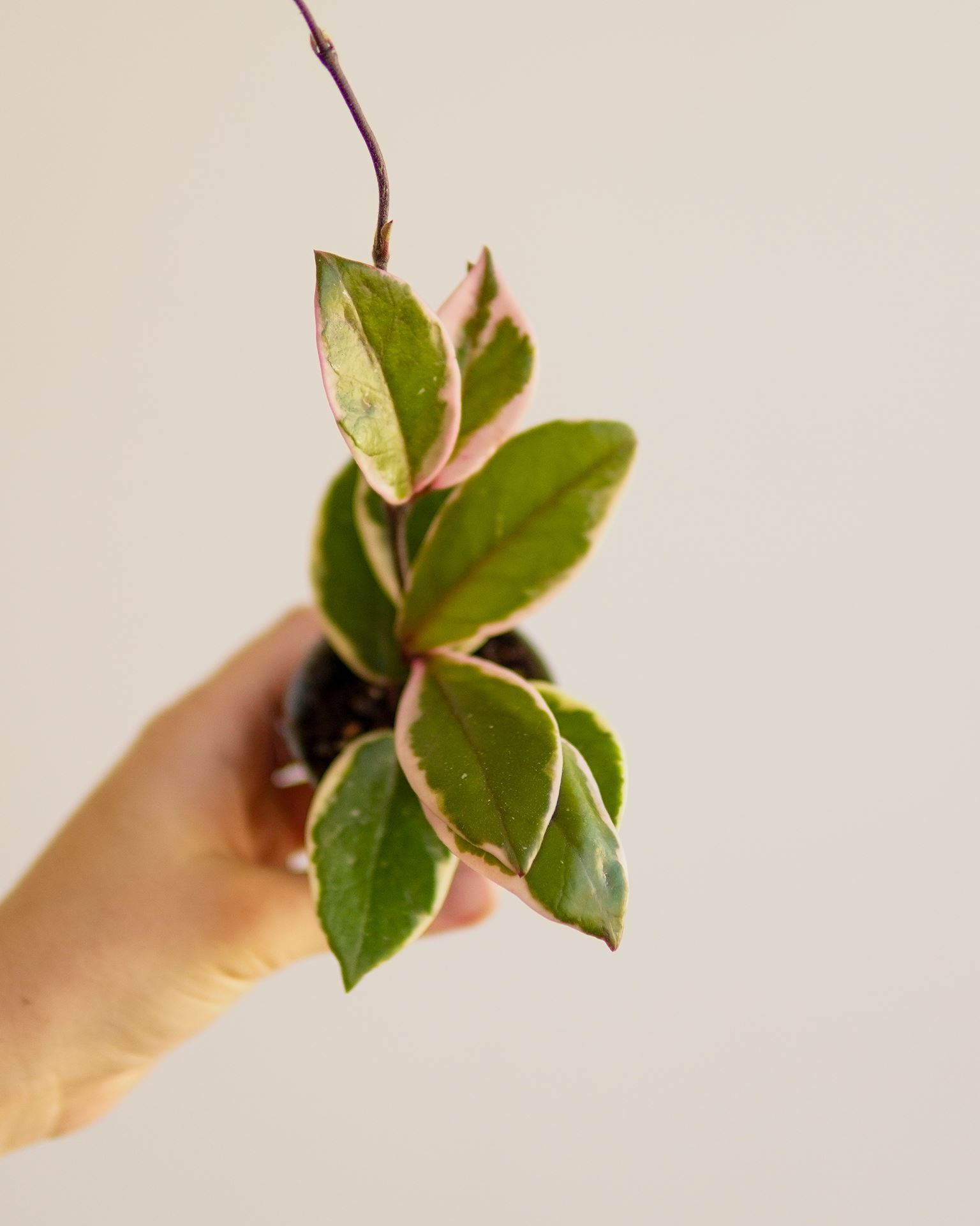 HOYA FLAMINGO DREAMS