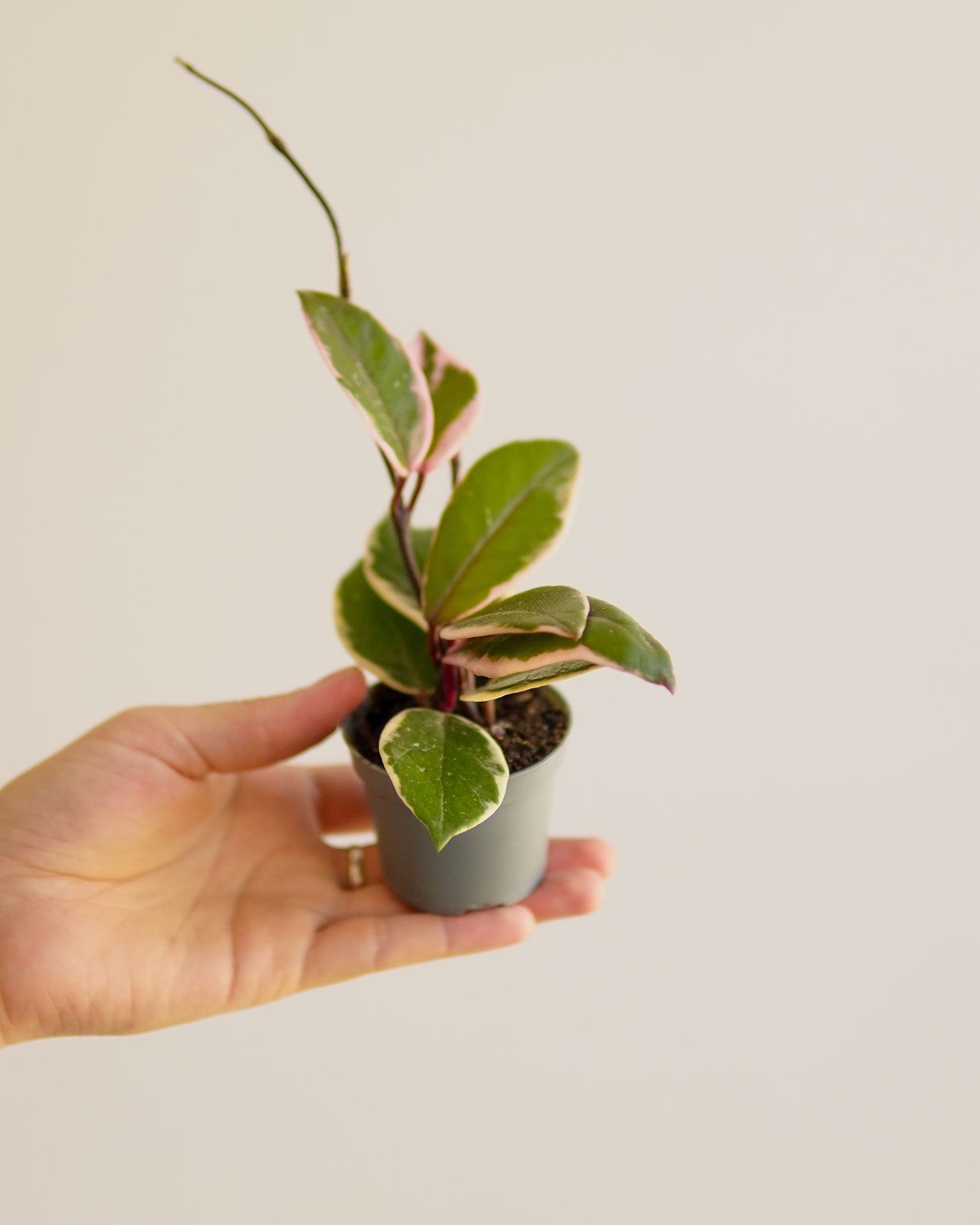 HOYA FLAMINGO DREAMS