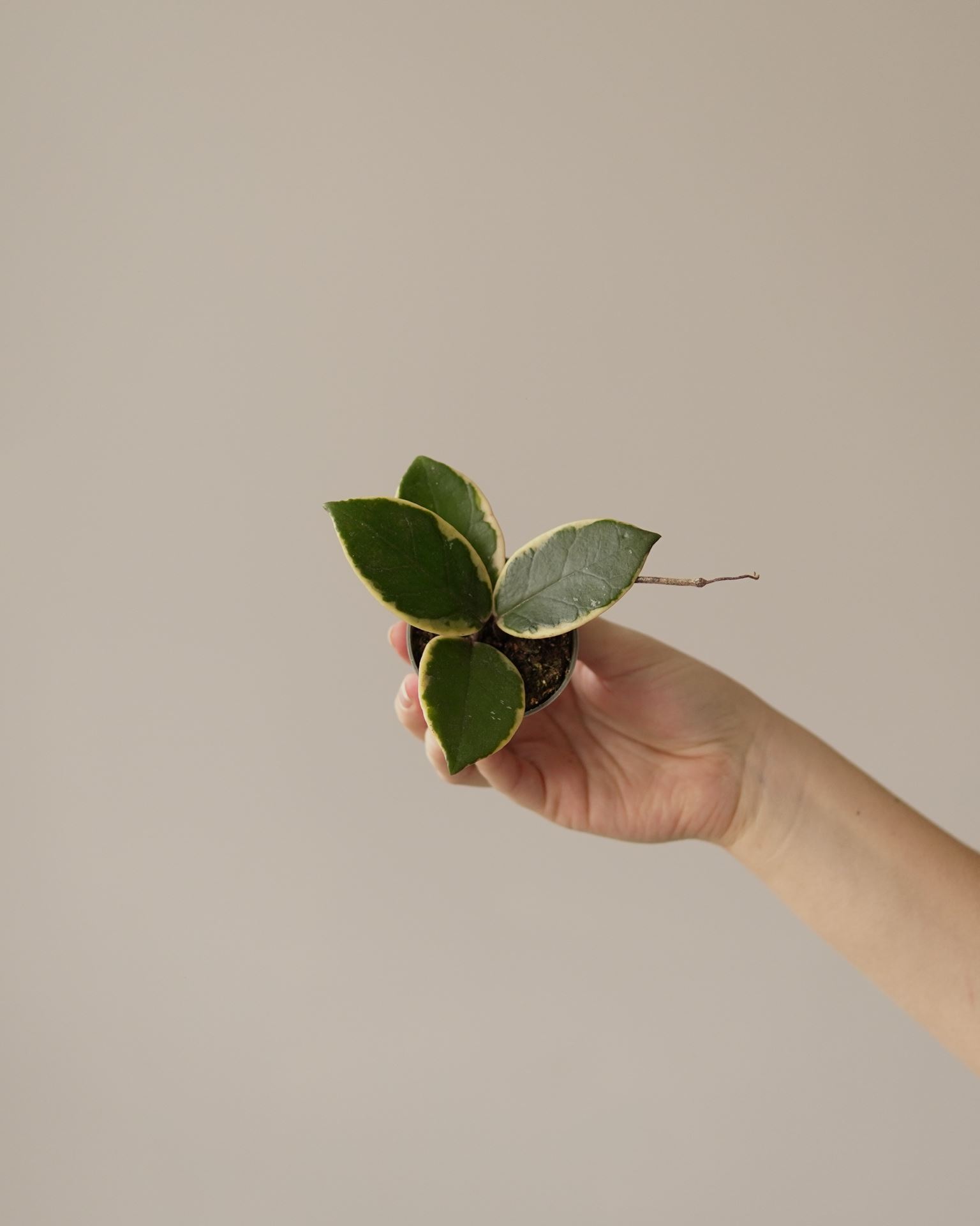 HOYA FLAMINGO DREAMS