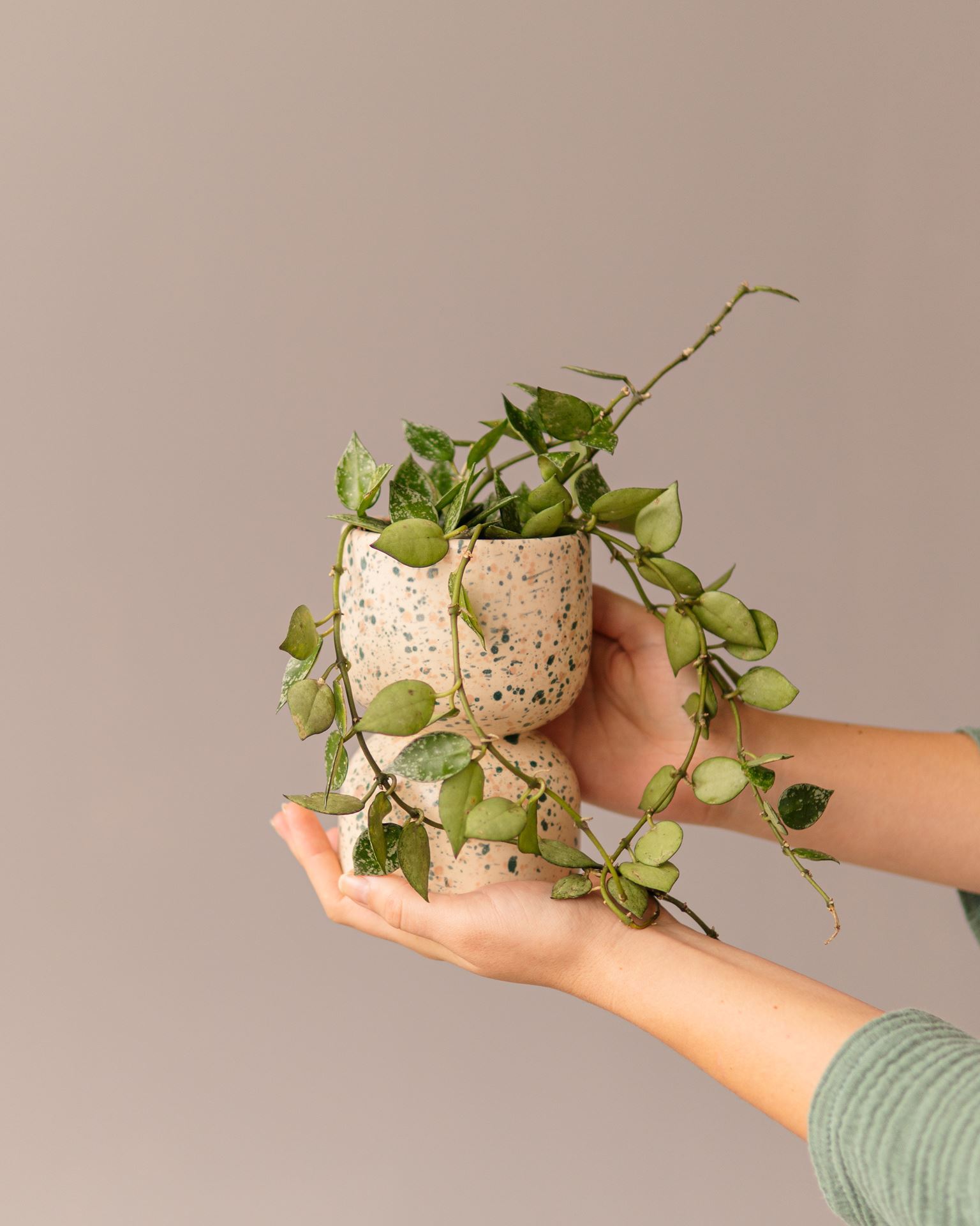 HOYA KROHNIANA SPLASH