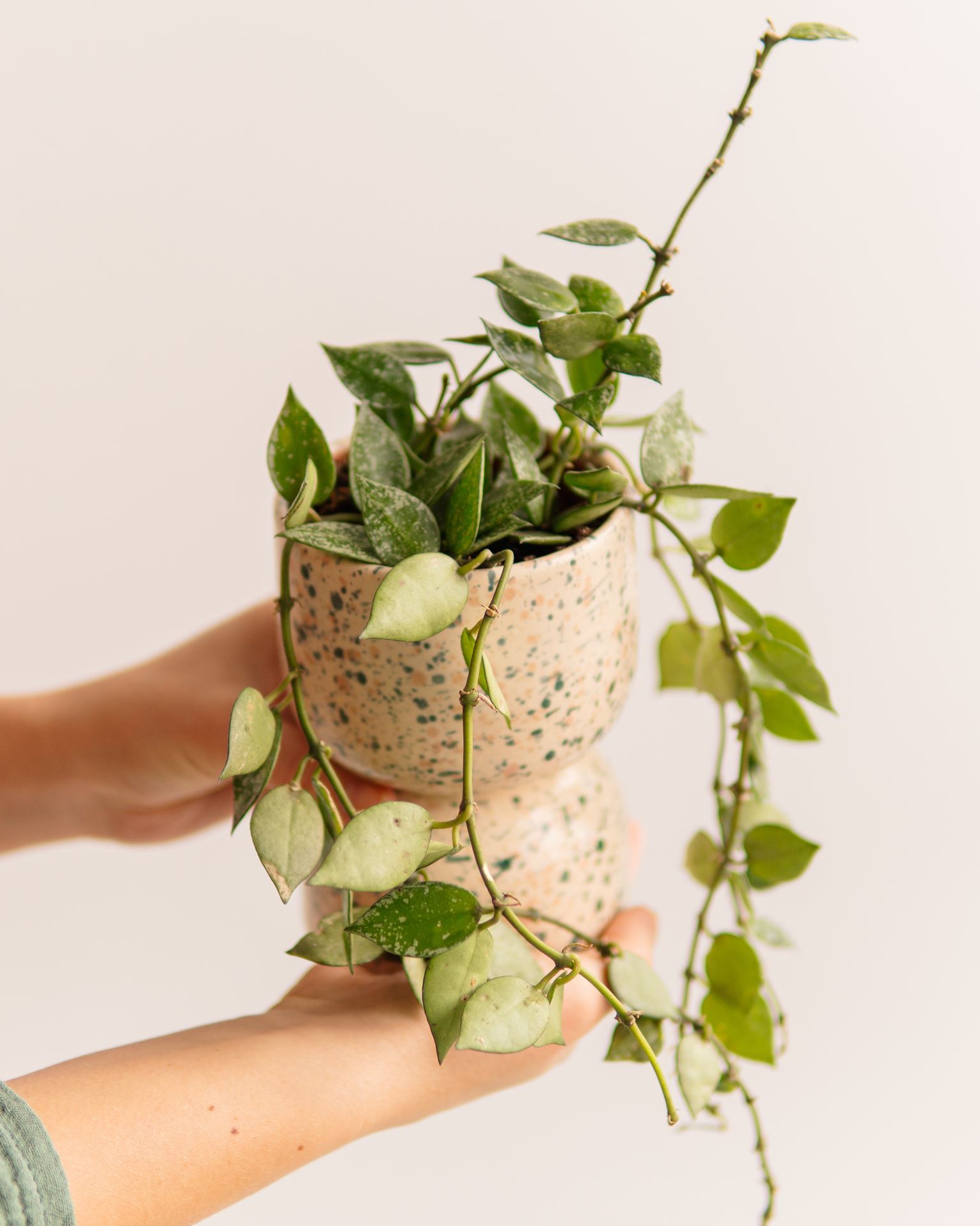 HOYA KROHNIANA SPLASH
