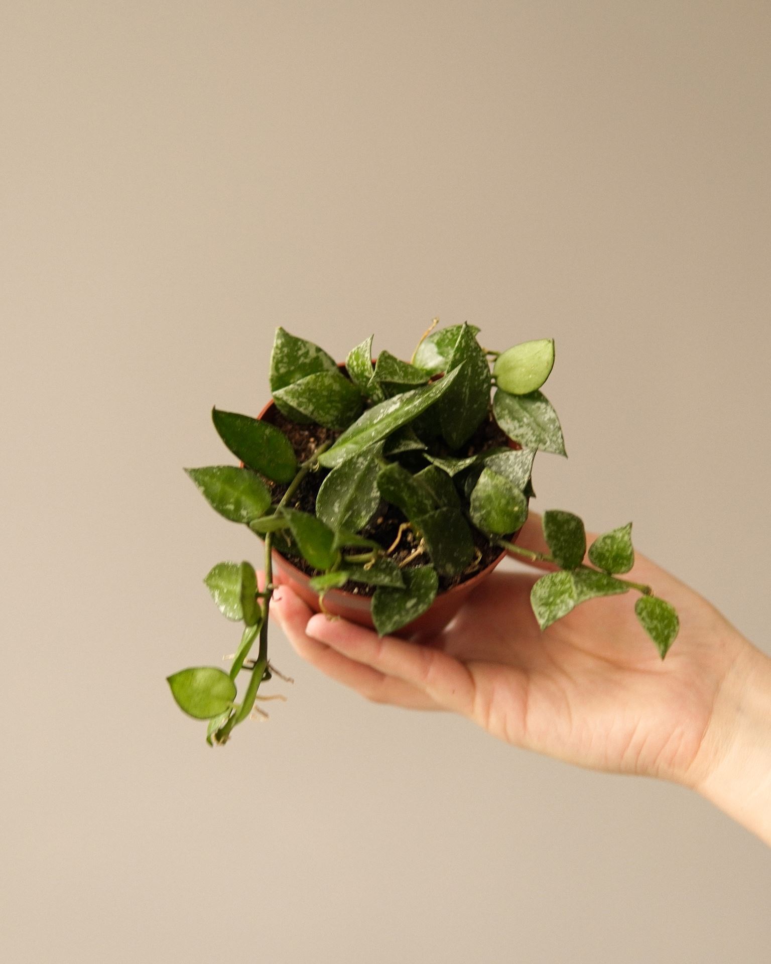 hoya krohniana splash