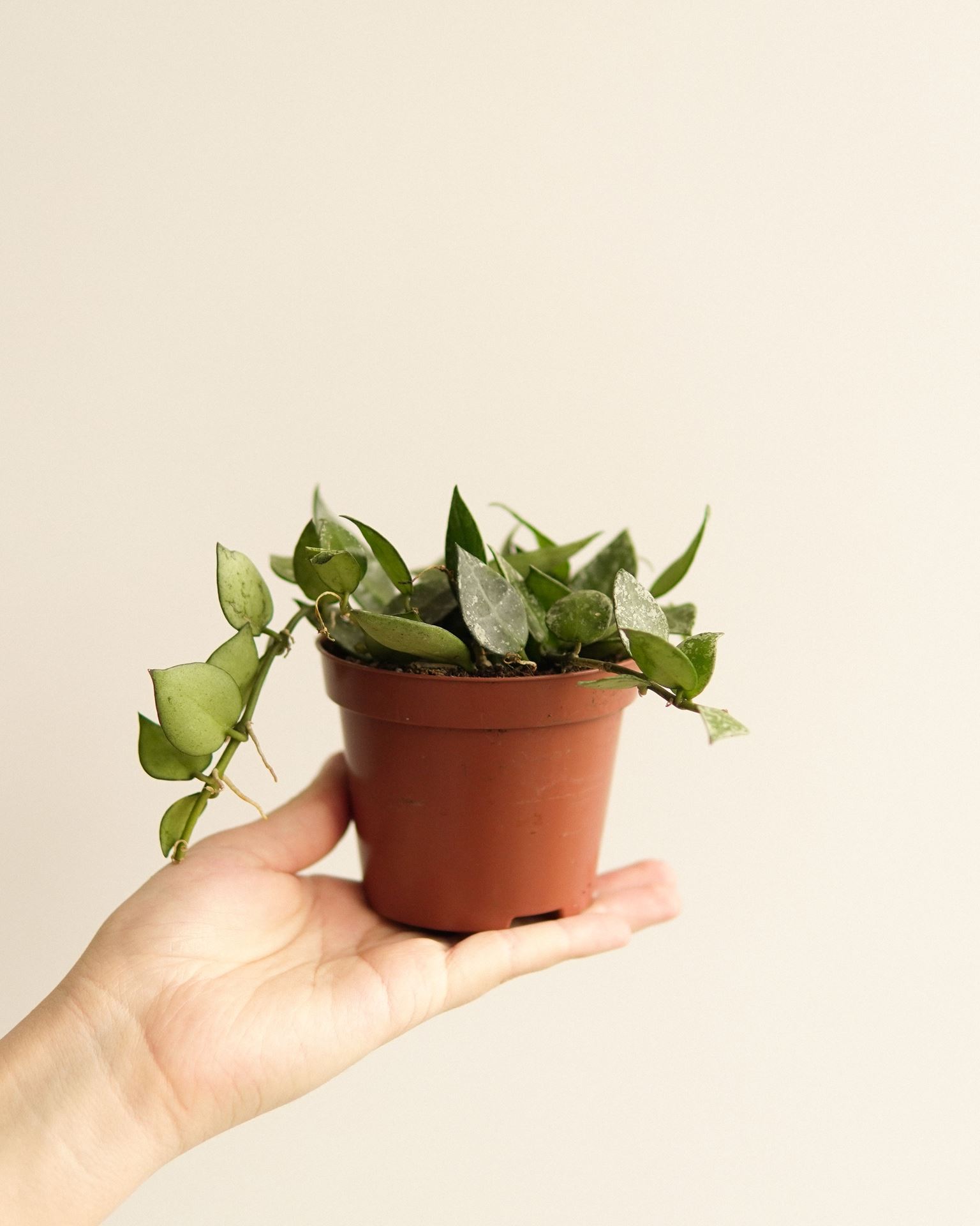 hoya krohniana splash