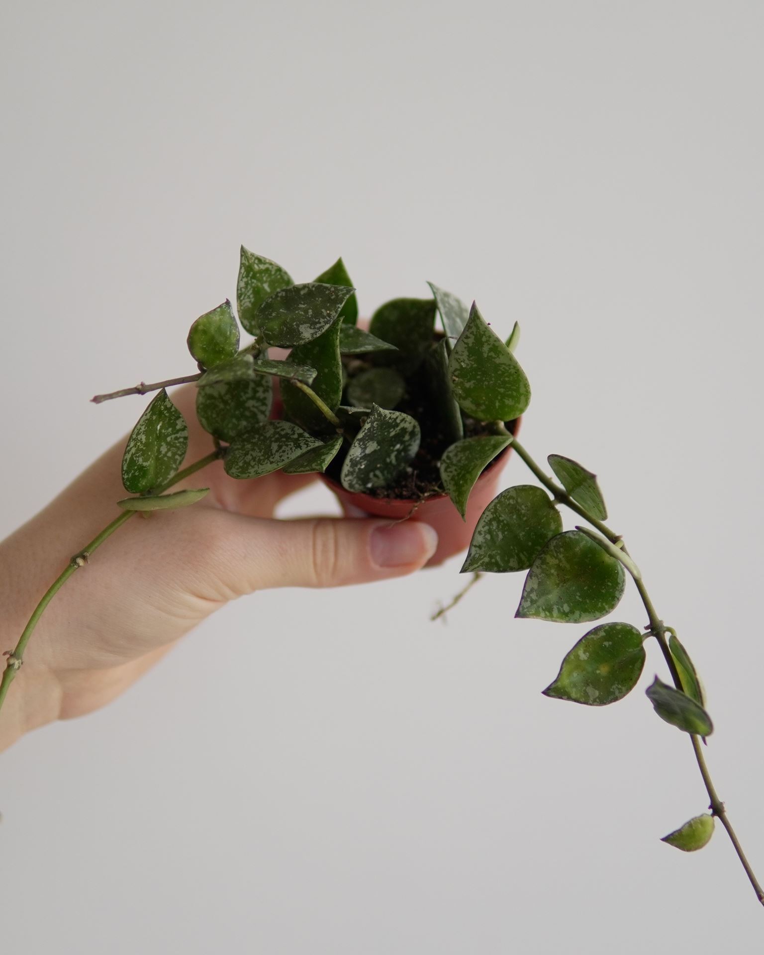 HOYA KROHNIANA SPLASH