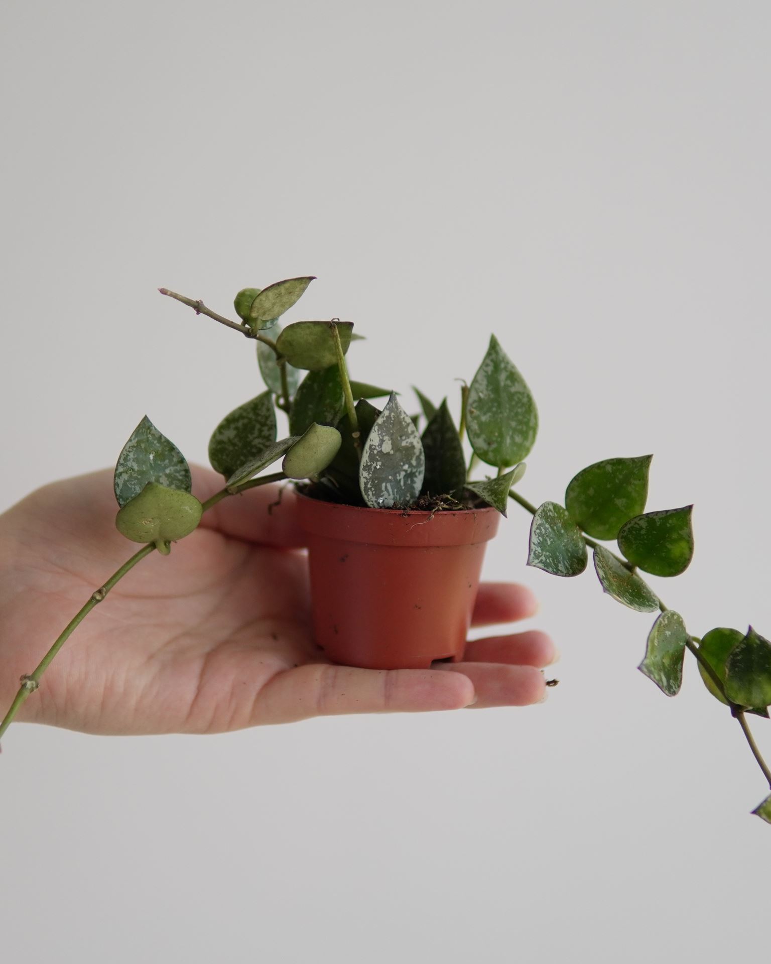 HOYA KROHNIANA SPLASH