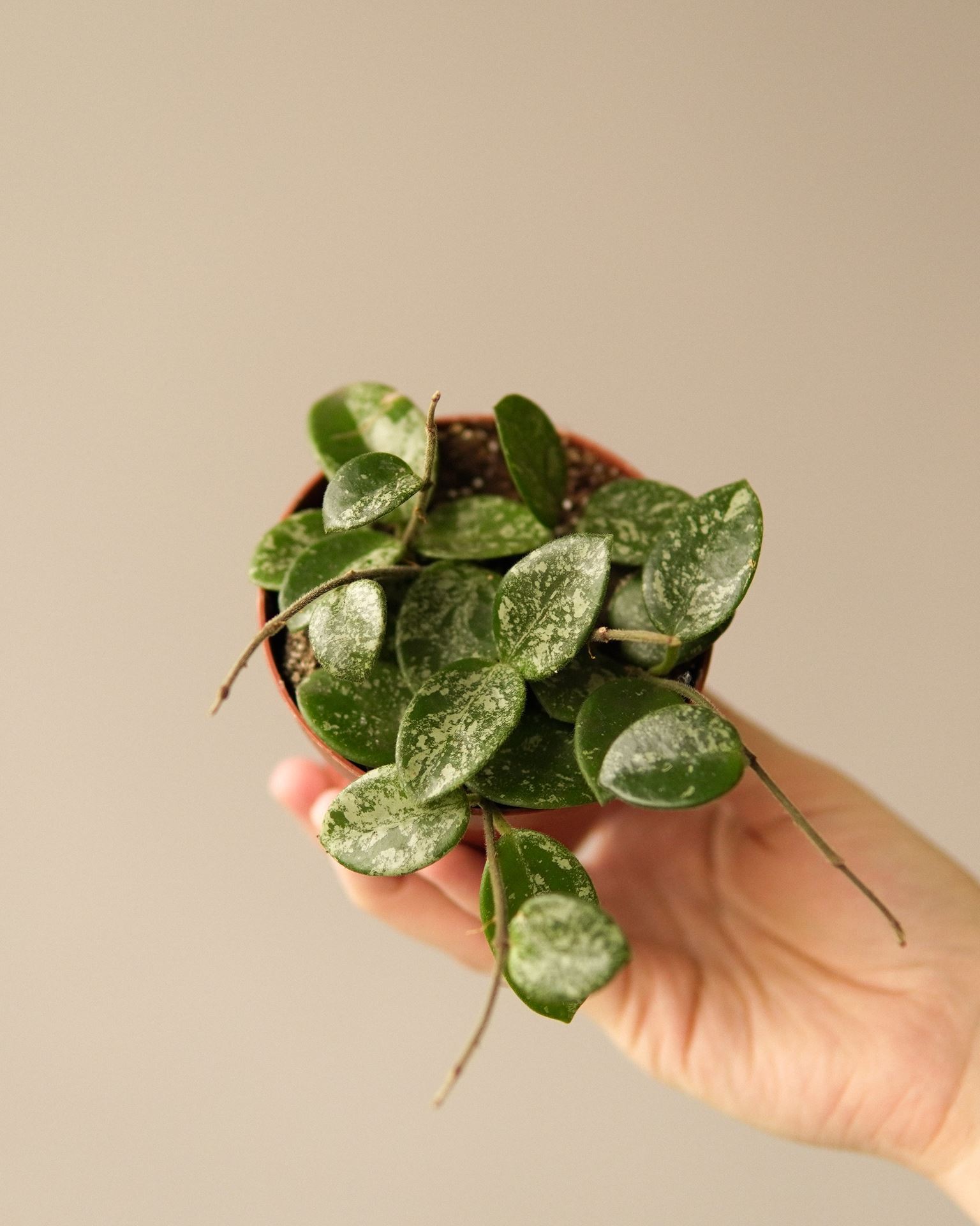 HOYA MATHILDA