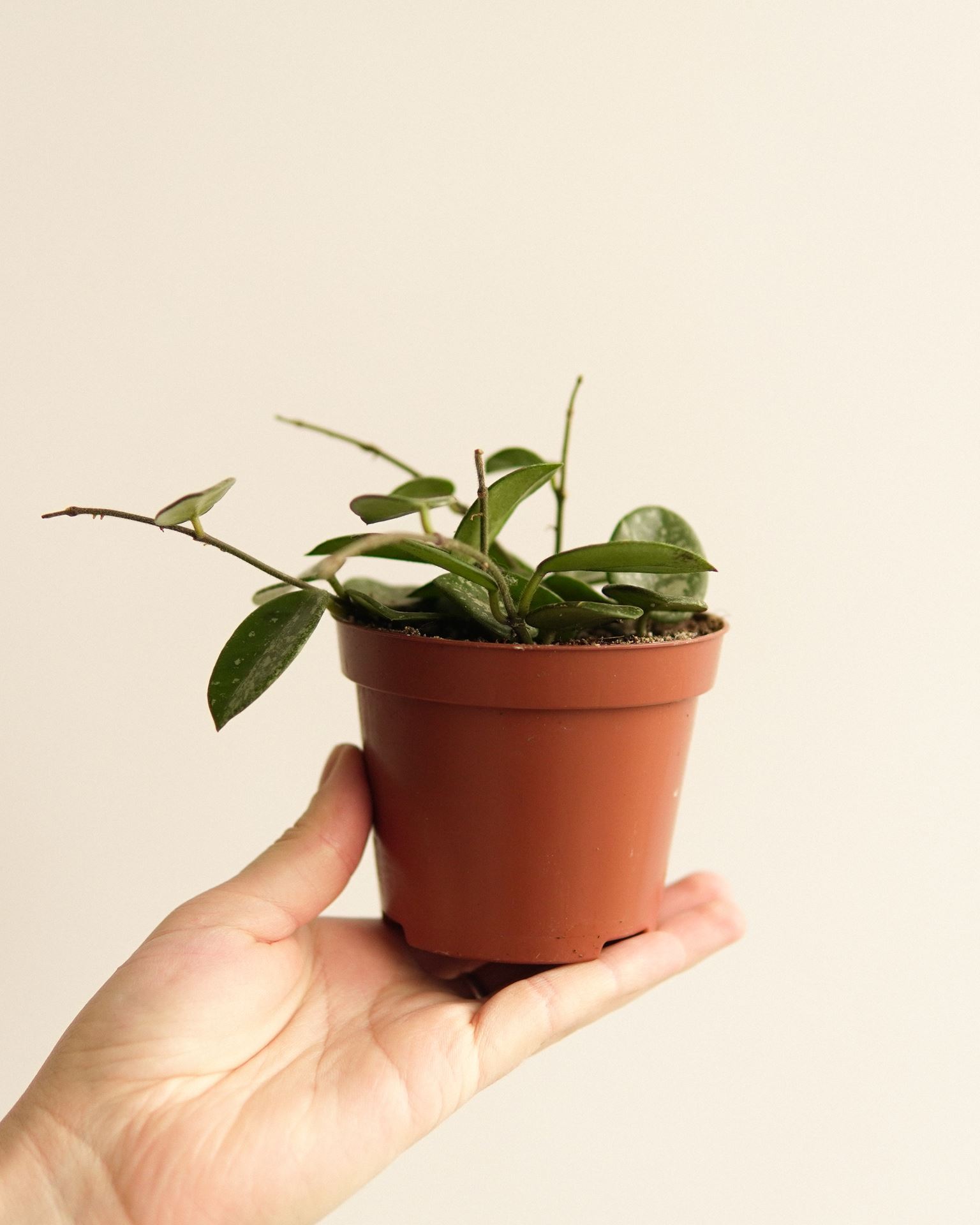 HOYA MATHILDA