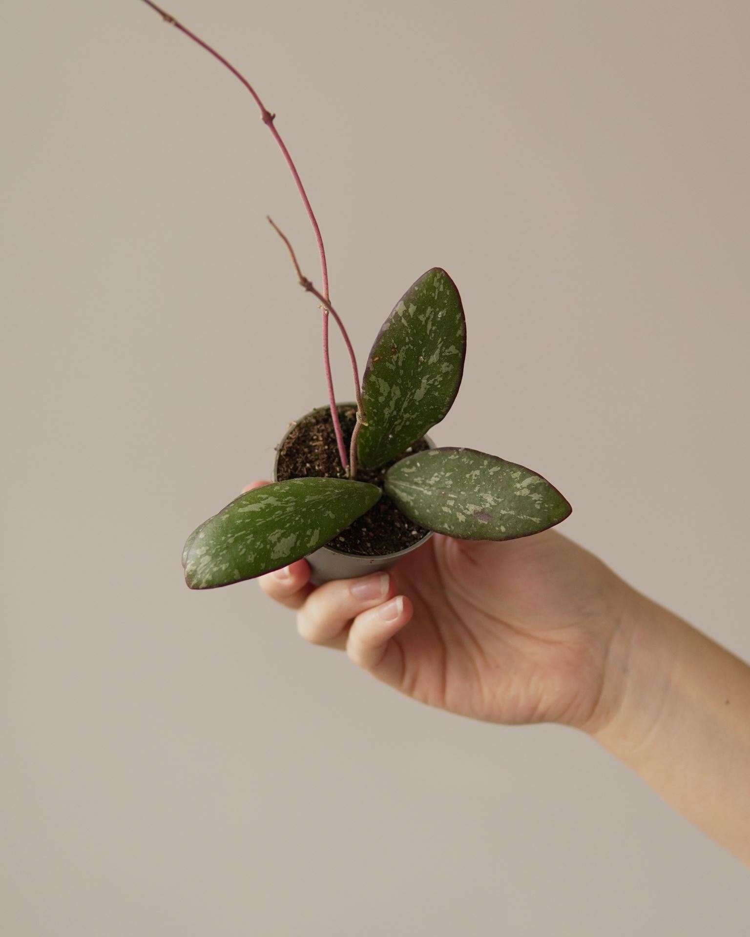 HOYA SIGILLATIS