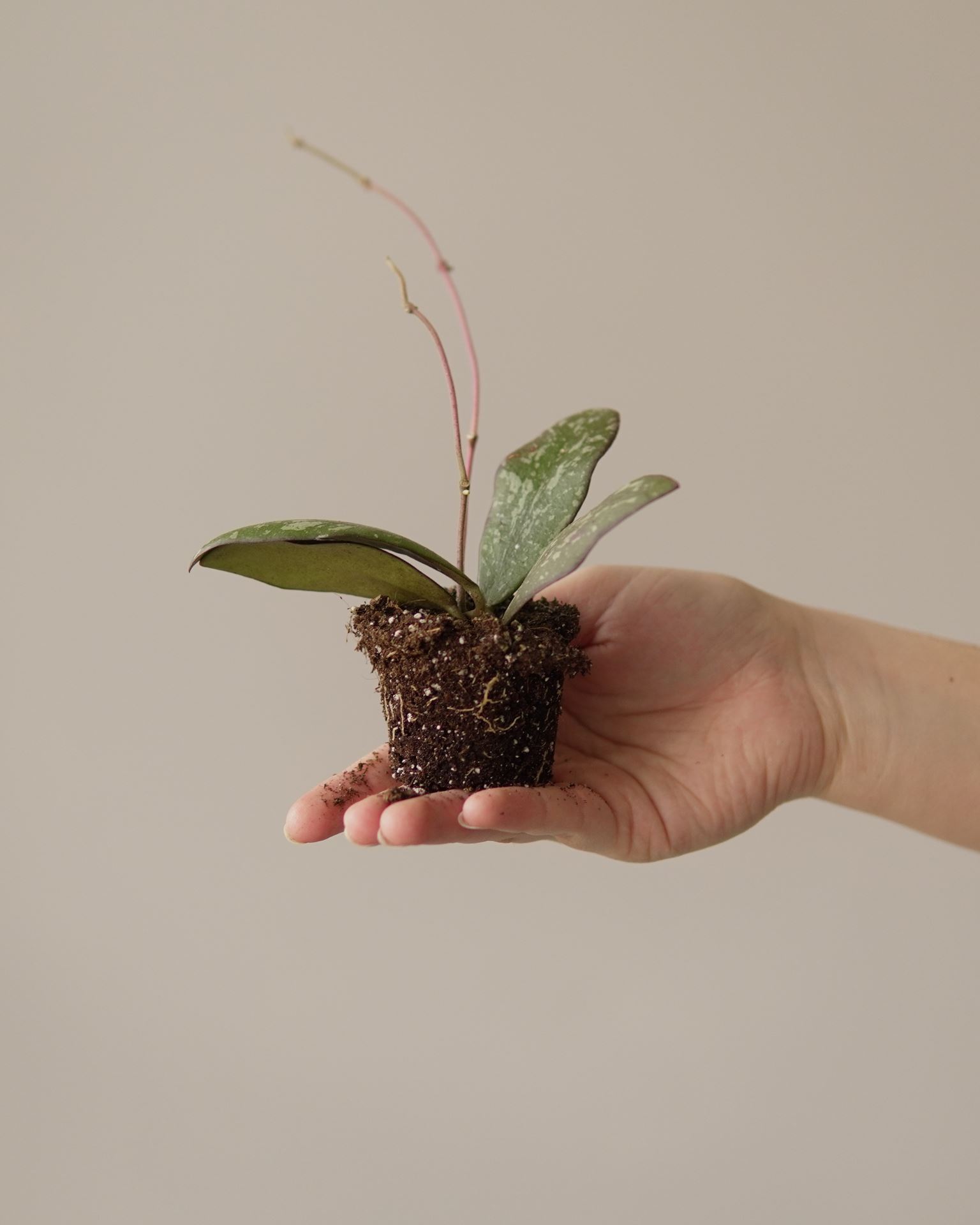 HOYA SIGILLATIS