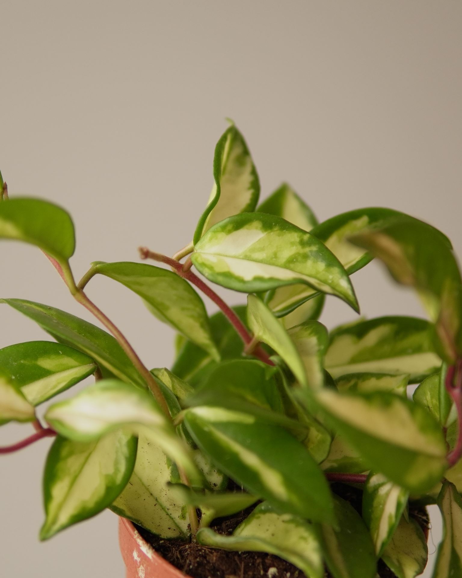 HOYA TRICOLOR