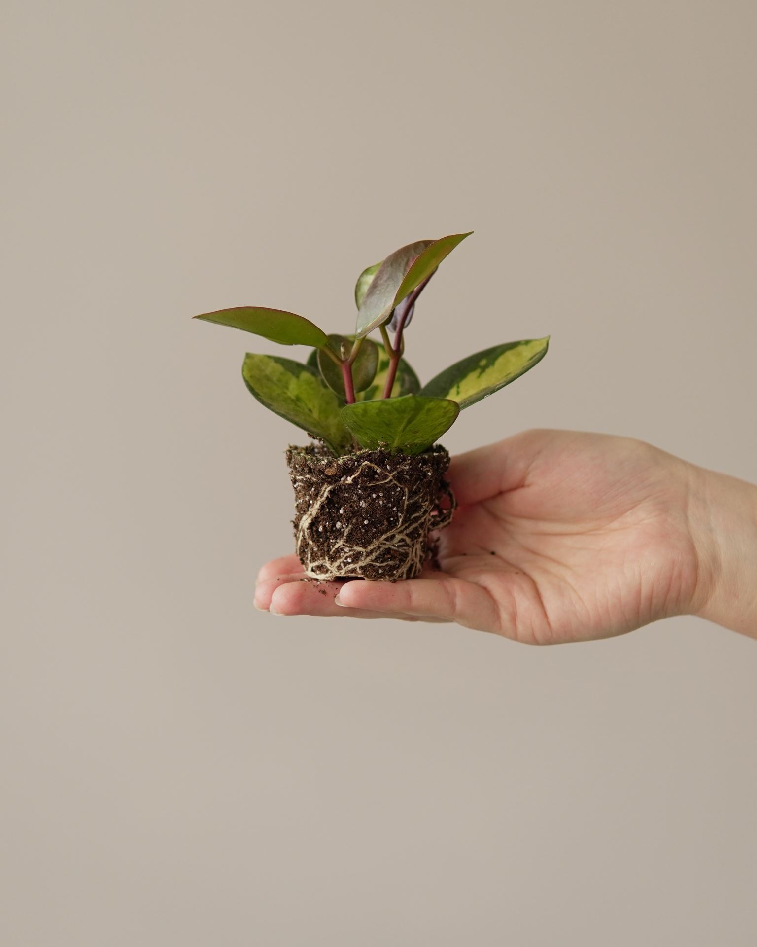 HOYA AUSTRALIS LISA