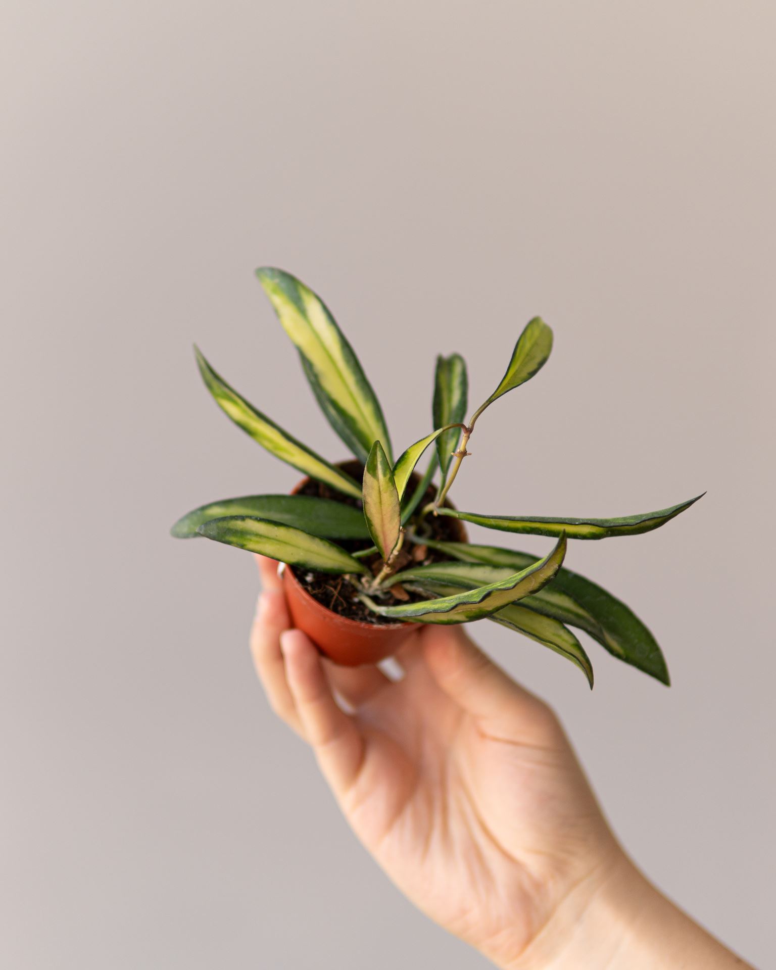 HOYA WAYETII