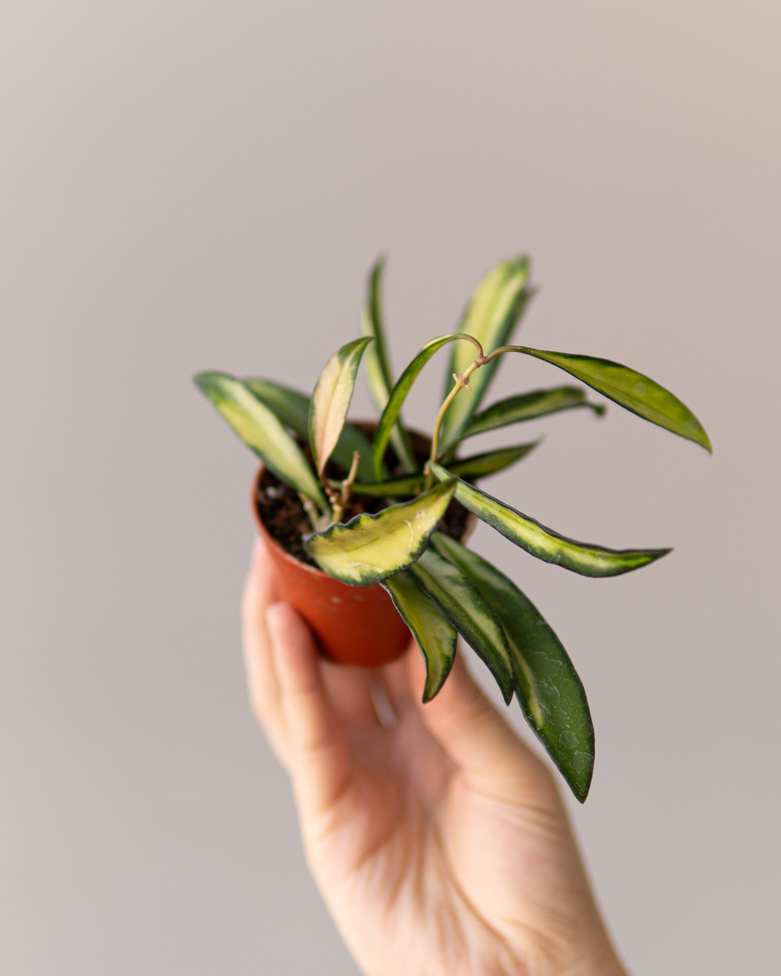 HOYA WAYETII