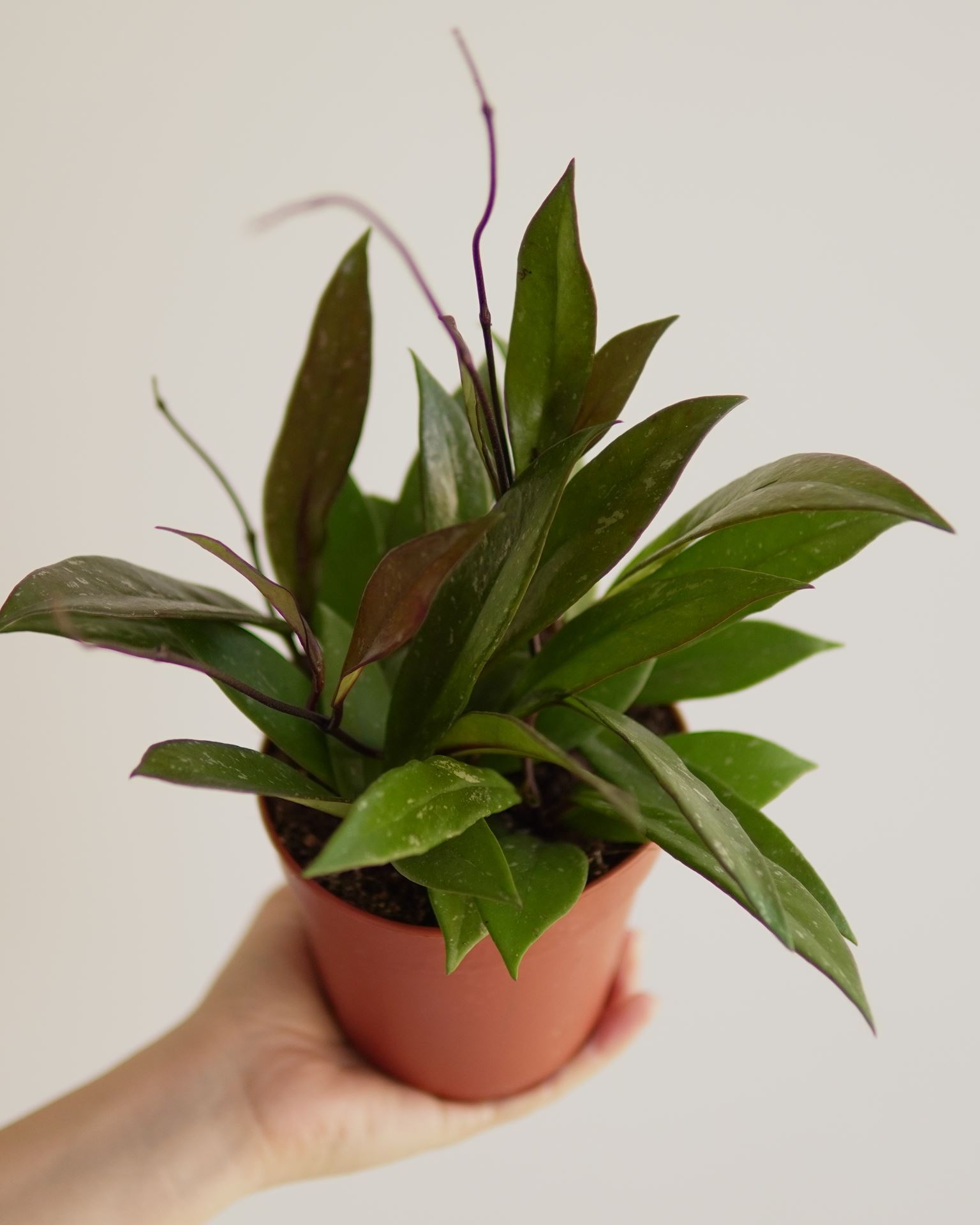 HOYA gracilis