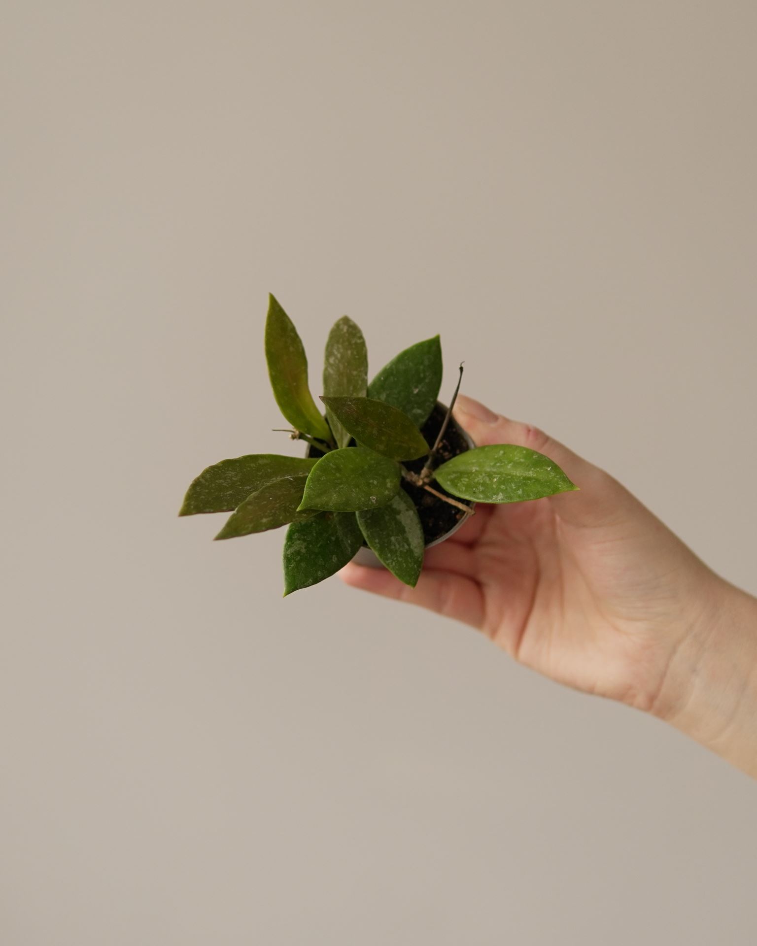HOYA gracilis