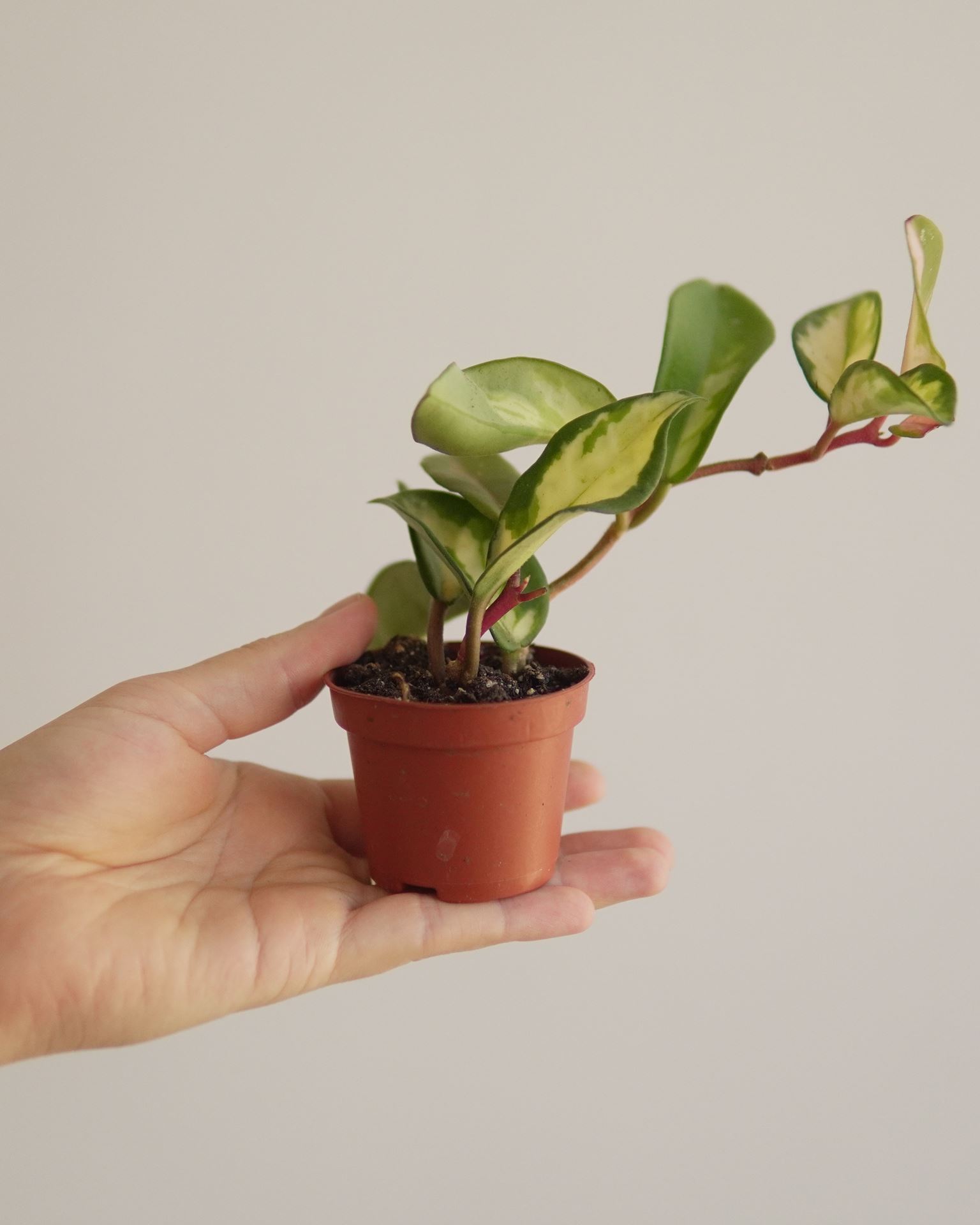HOYA KRIMSON QUEEN