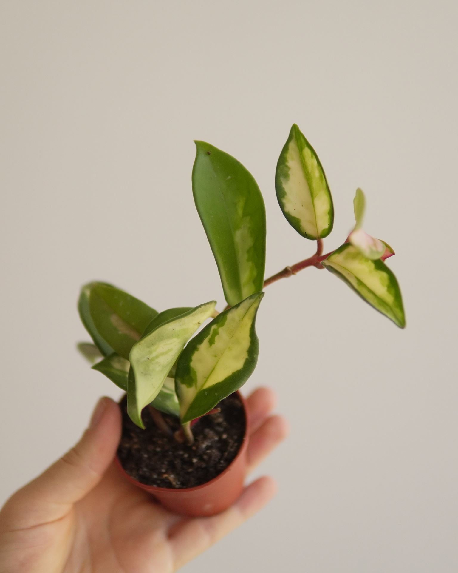 HOYA KRIMSON QUEEN